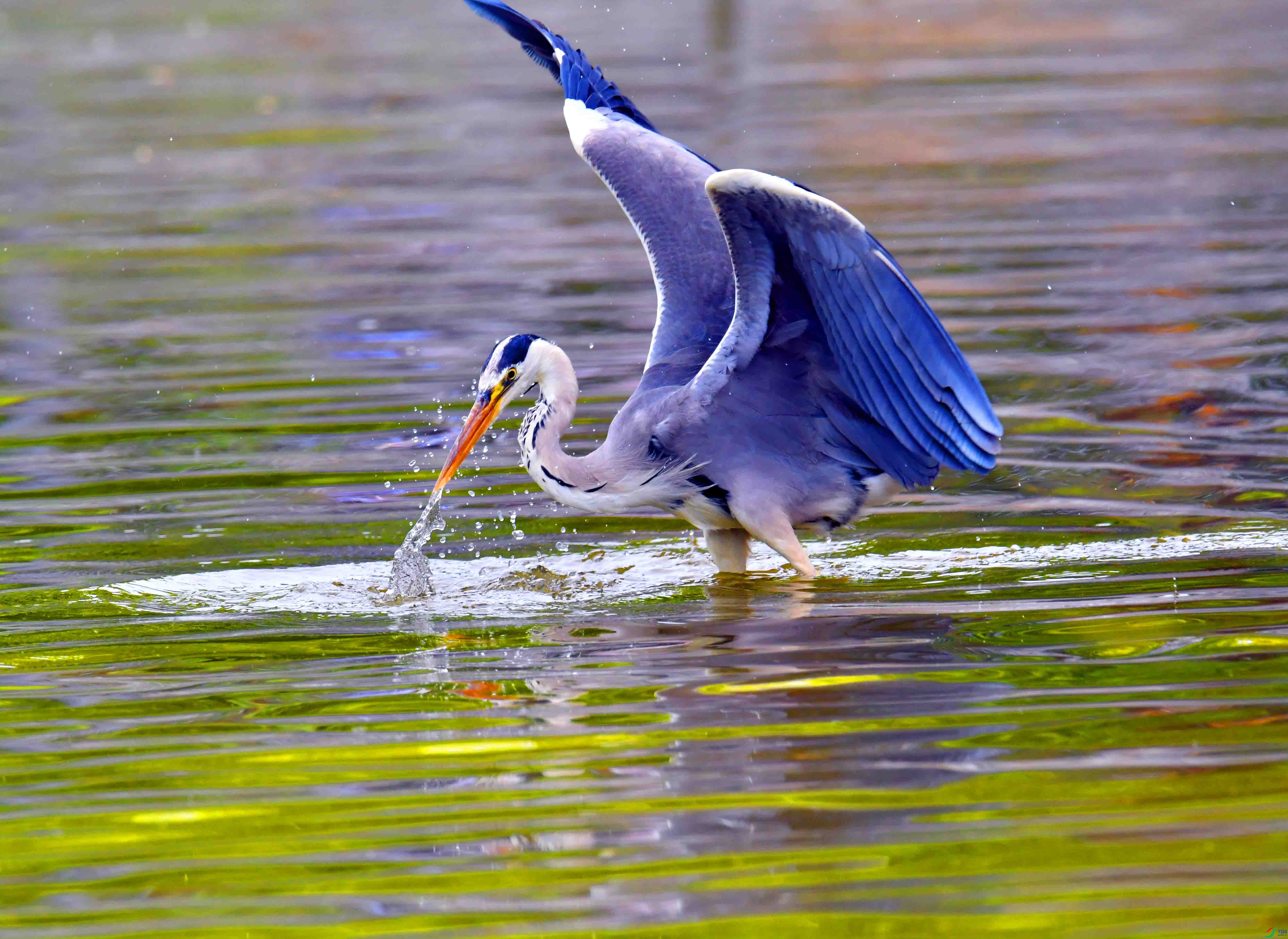 DSC_9314.JPG