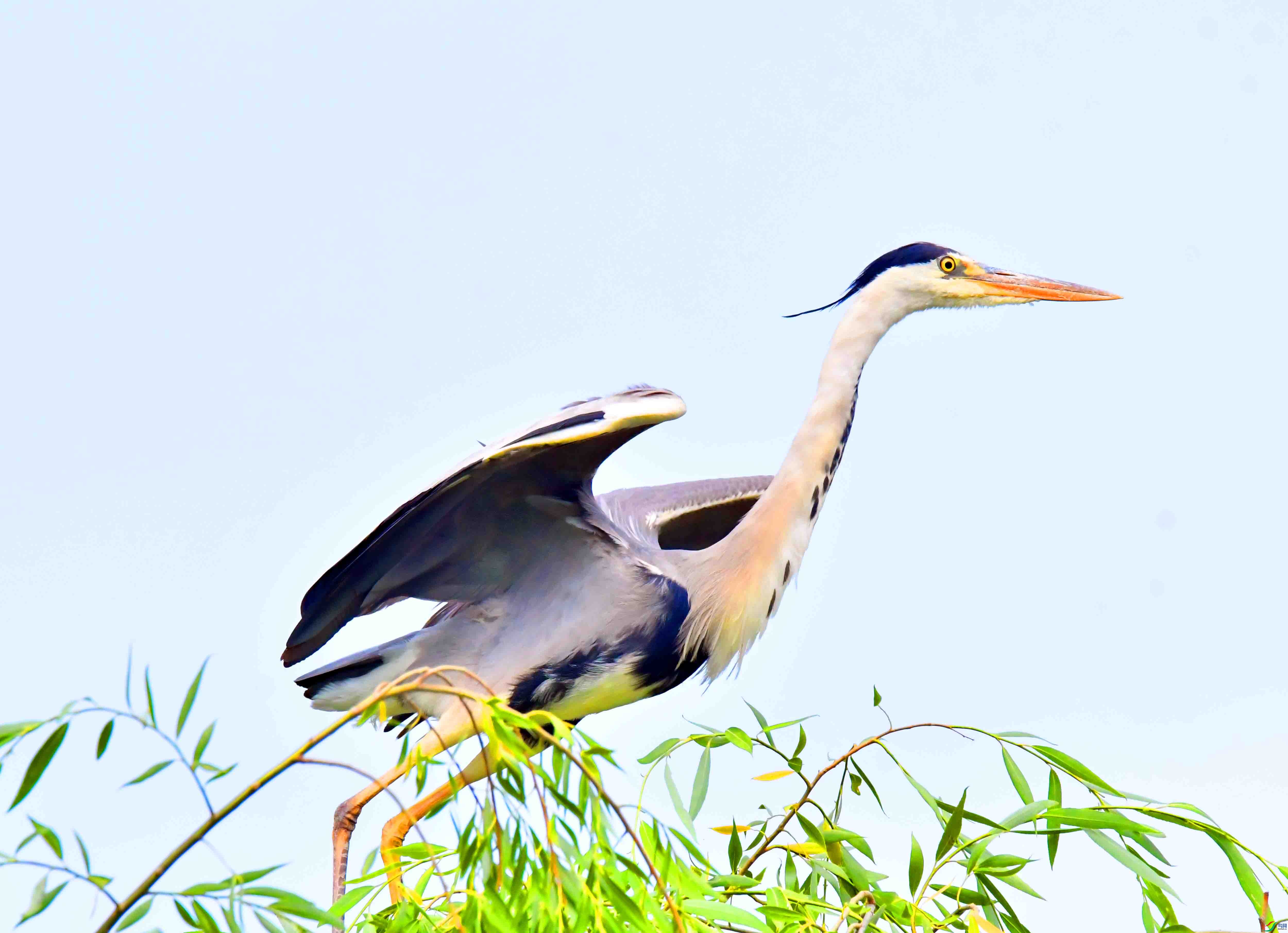 DSC_9656.JPG