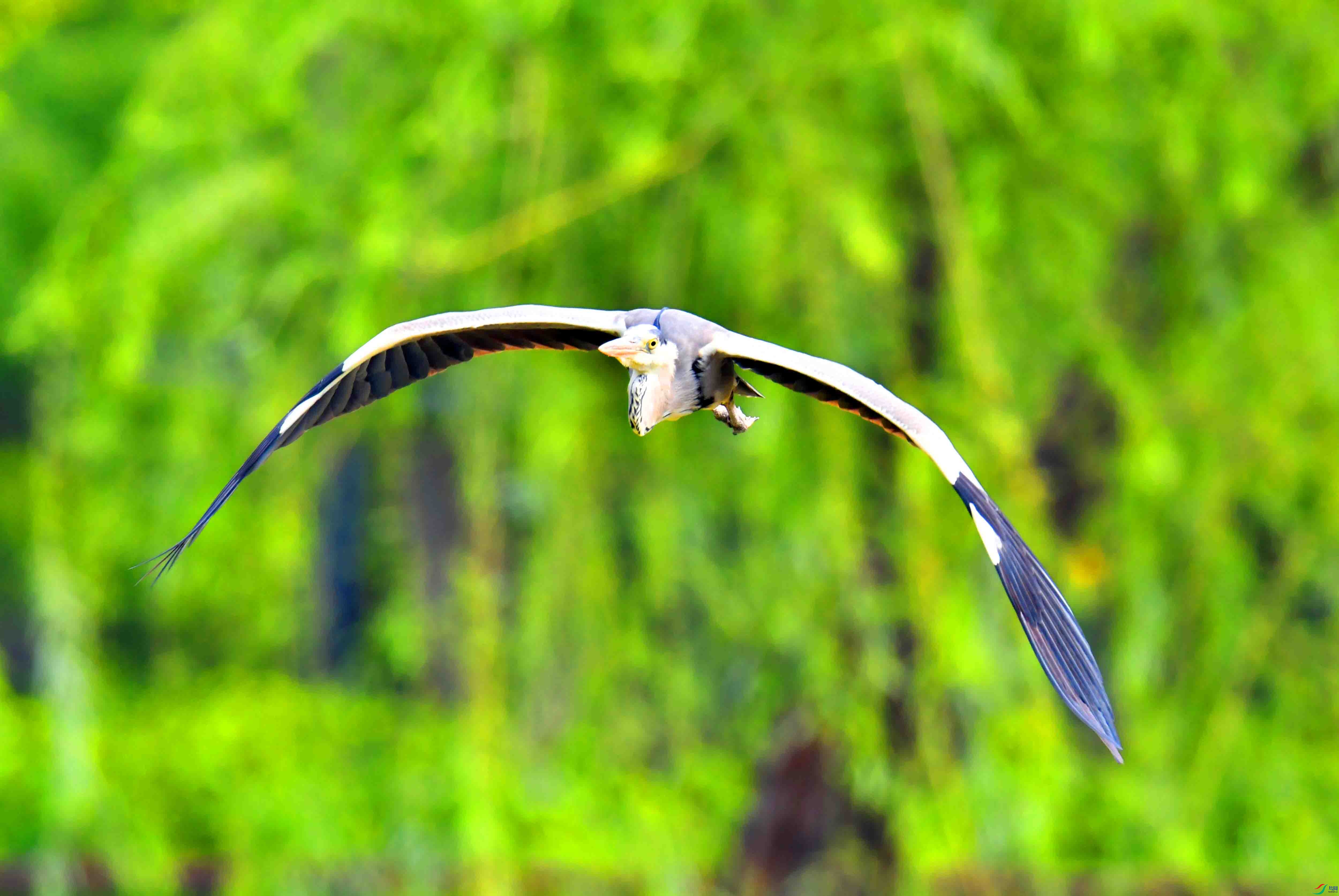 DSC_9686.JPG