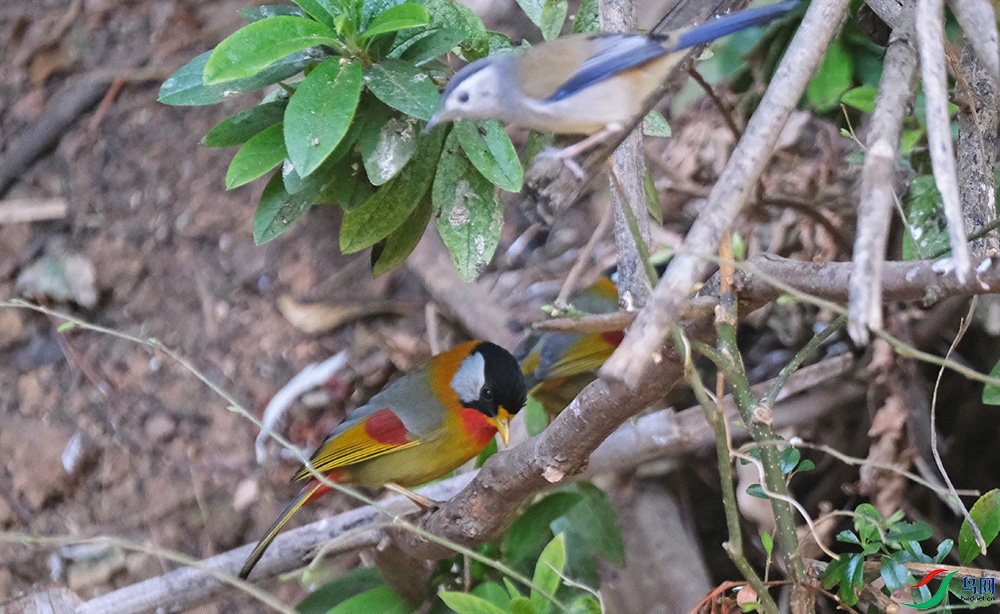 DSCF2528.1.jpg