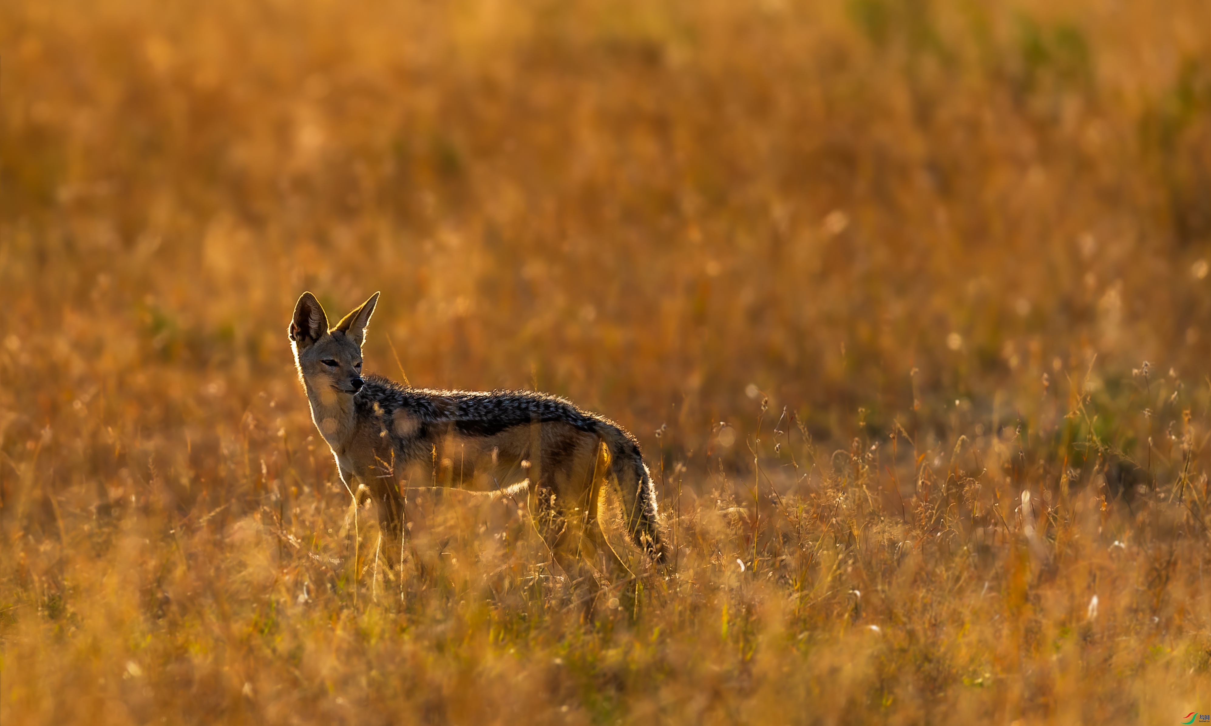 DSC_8680.jpg