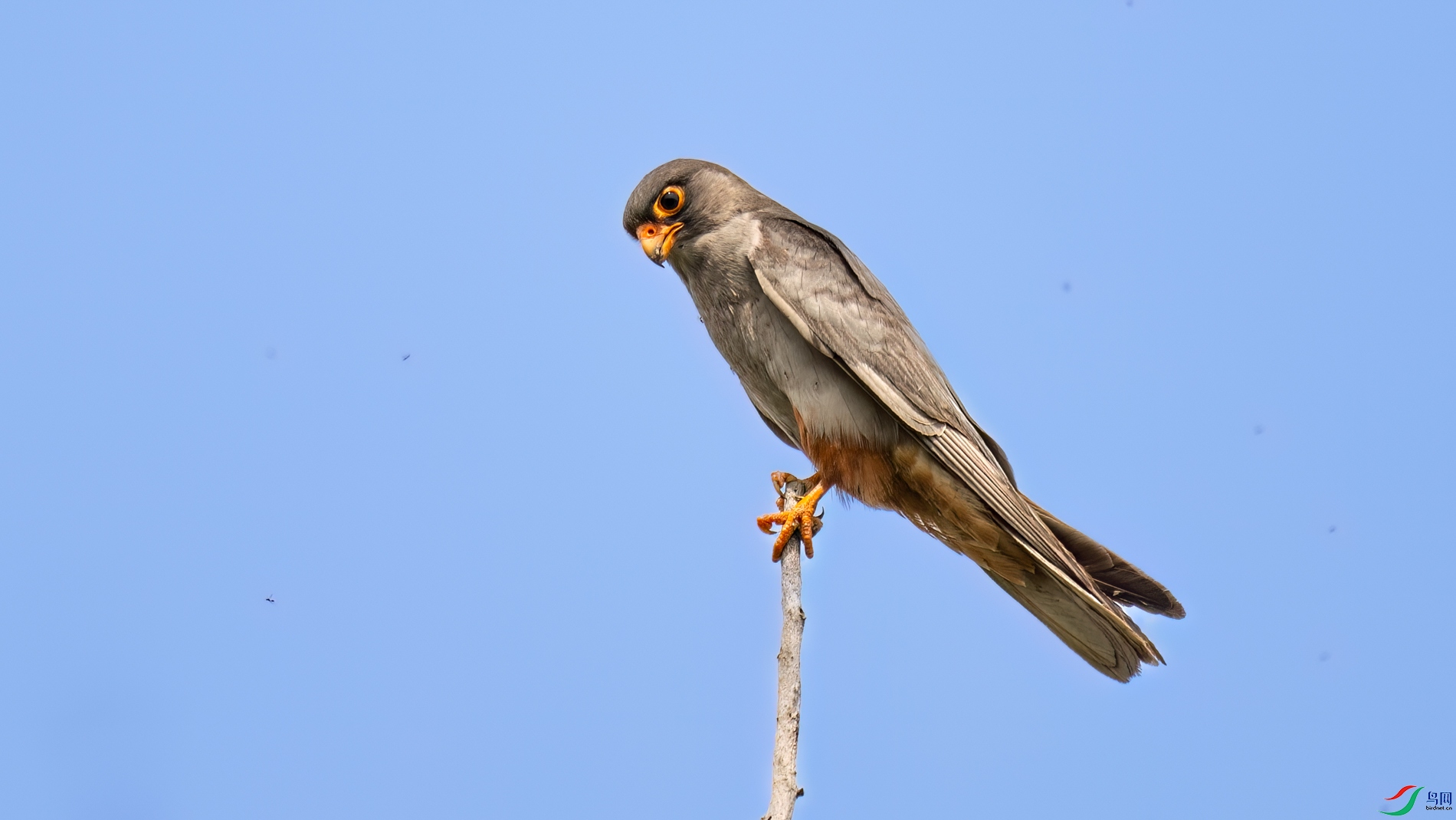 DSC_4520sen2026-5-31-09-�༭-2.jpg