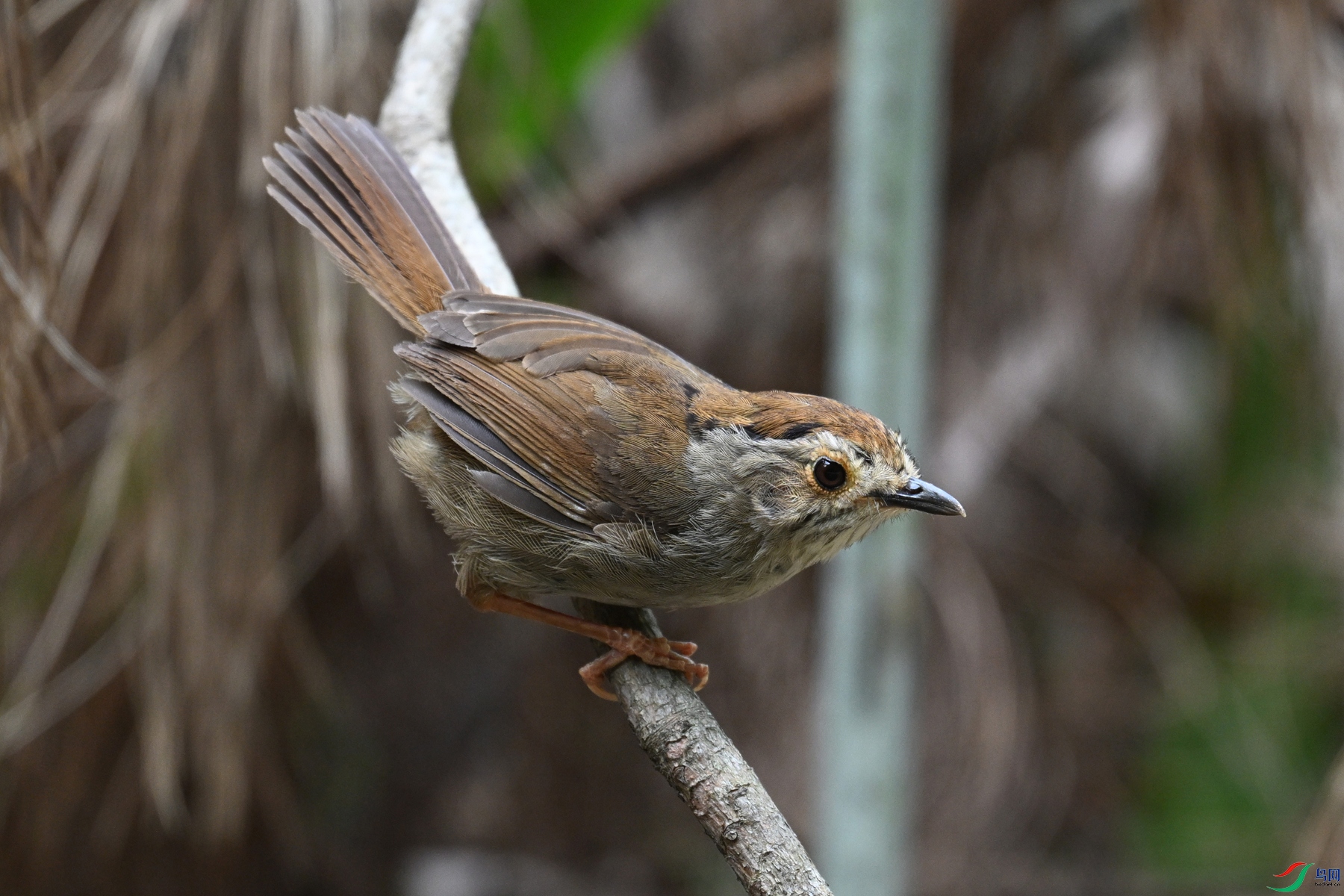 DSC_0308.JPG