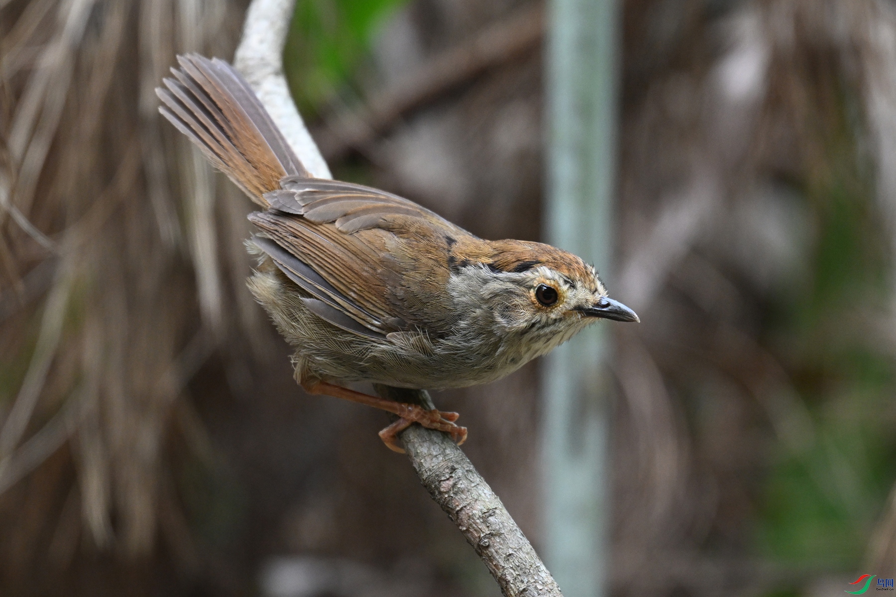 DSC_0309.JPG