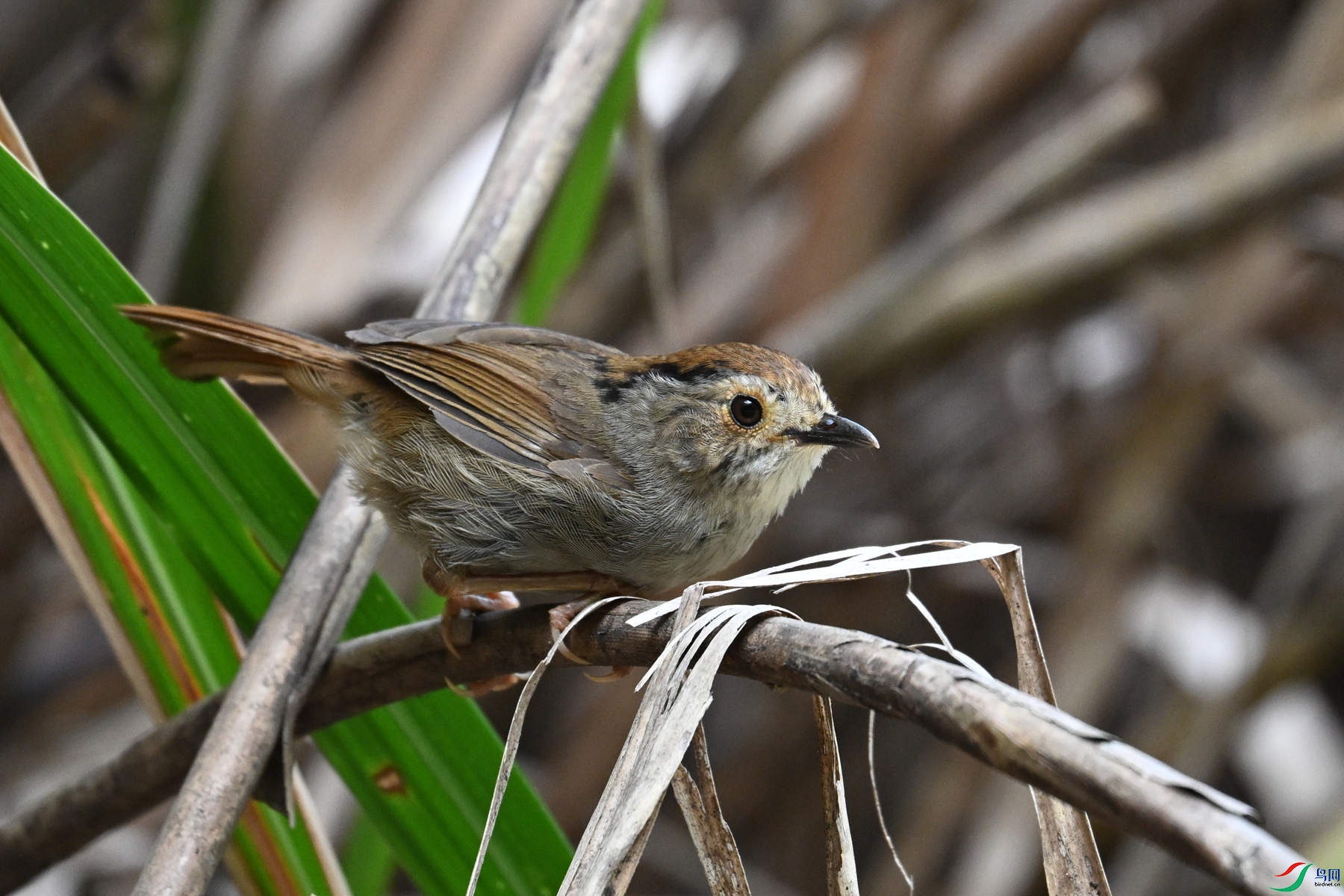 DSC_0358.JPG