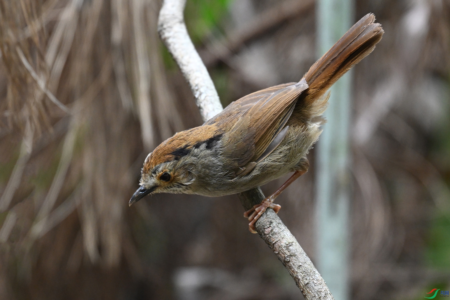 DSC_0312.JPG