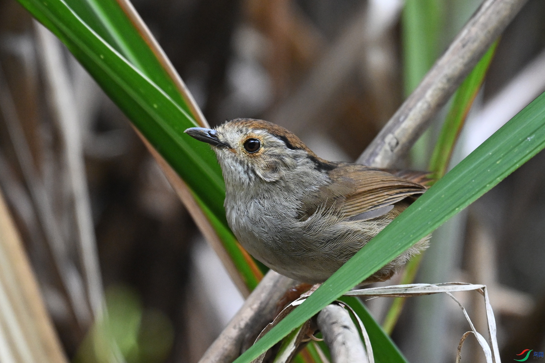 DSC_0339.JPG