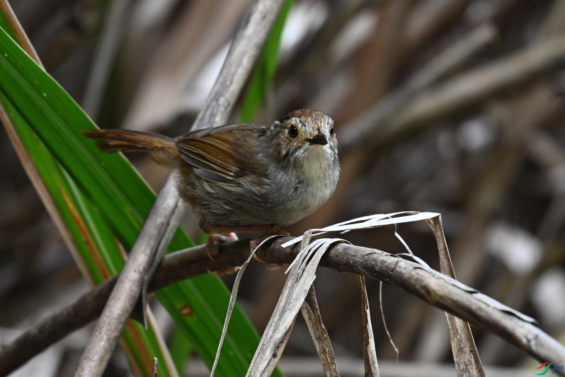 DSC_0362.JPG