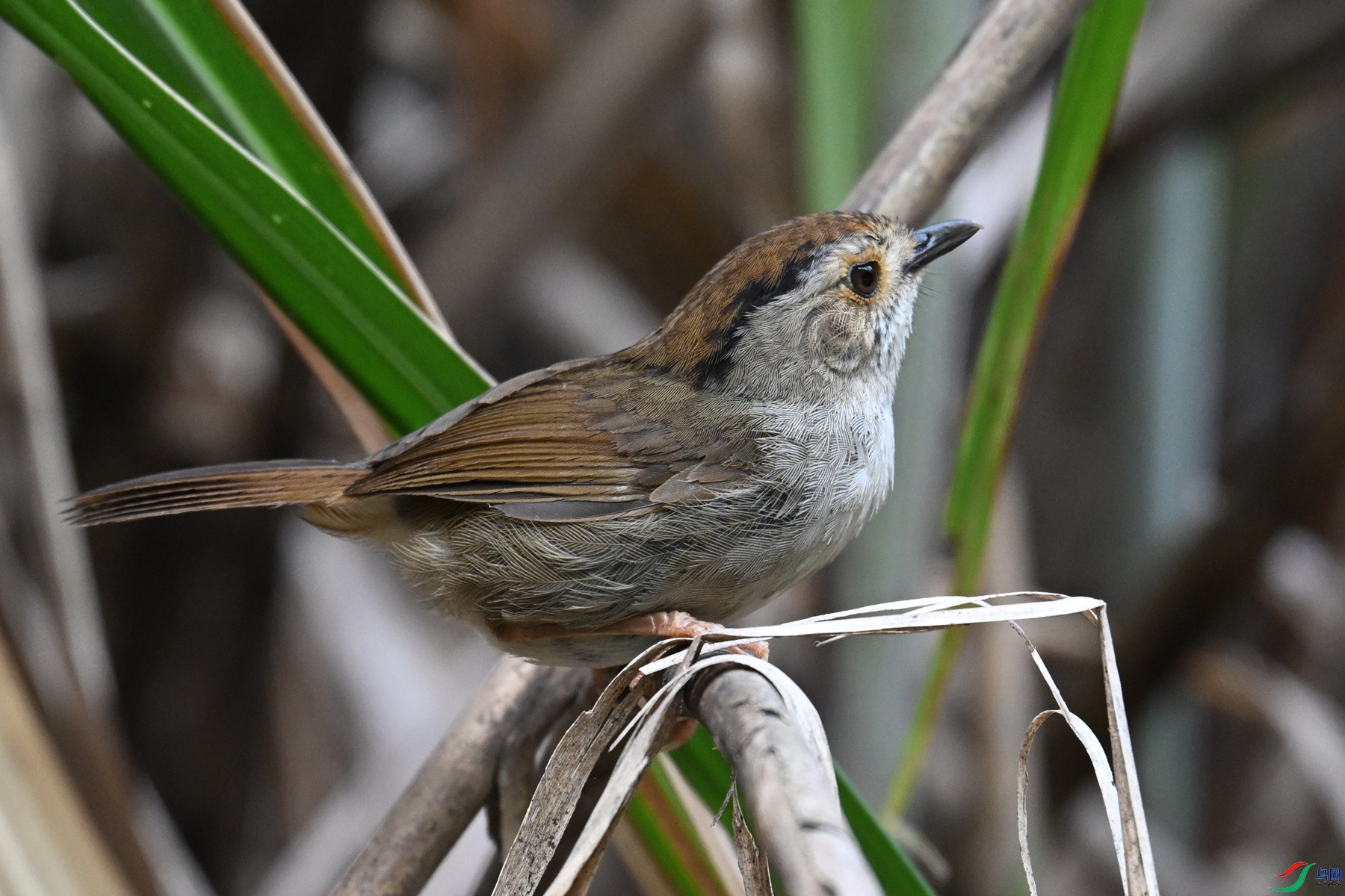 DSC_0342.JPG