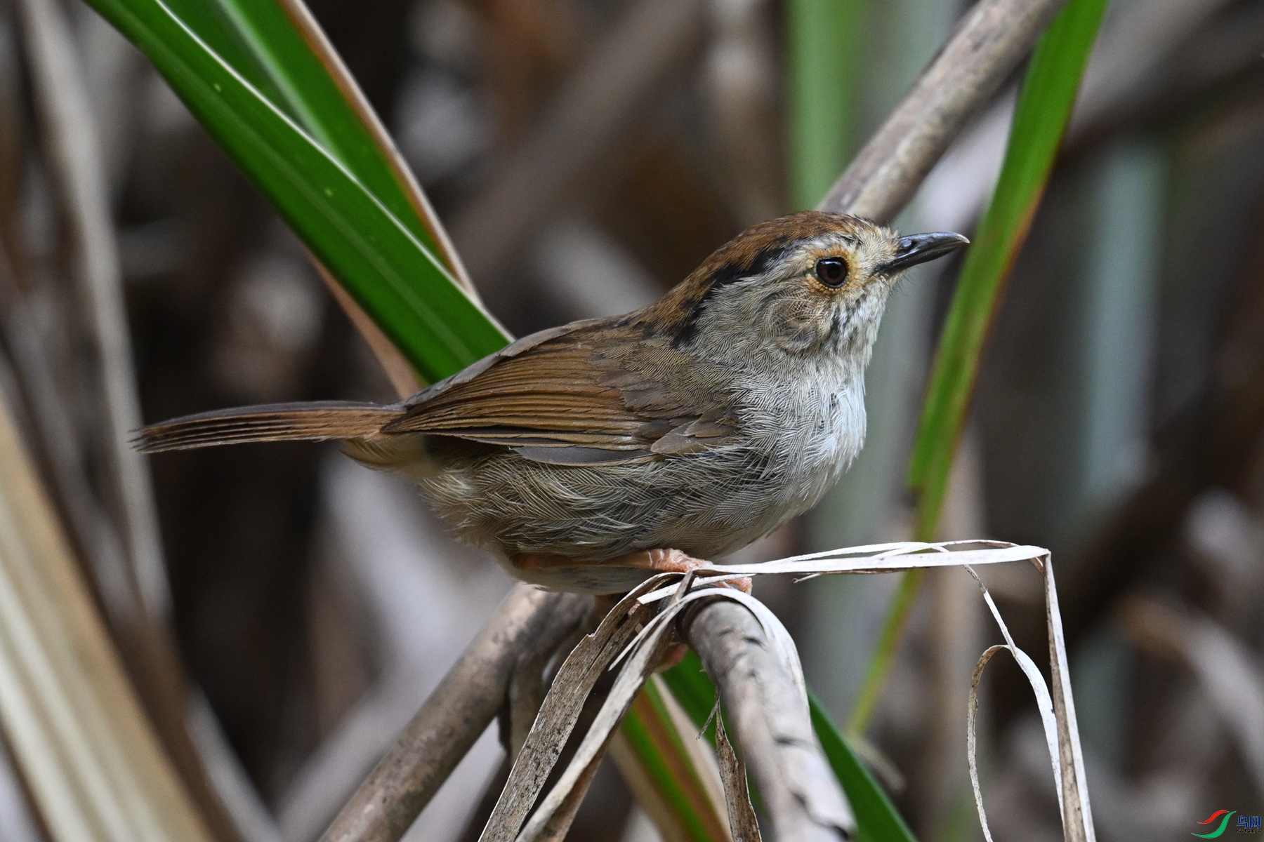 DSC_0345.JPG