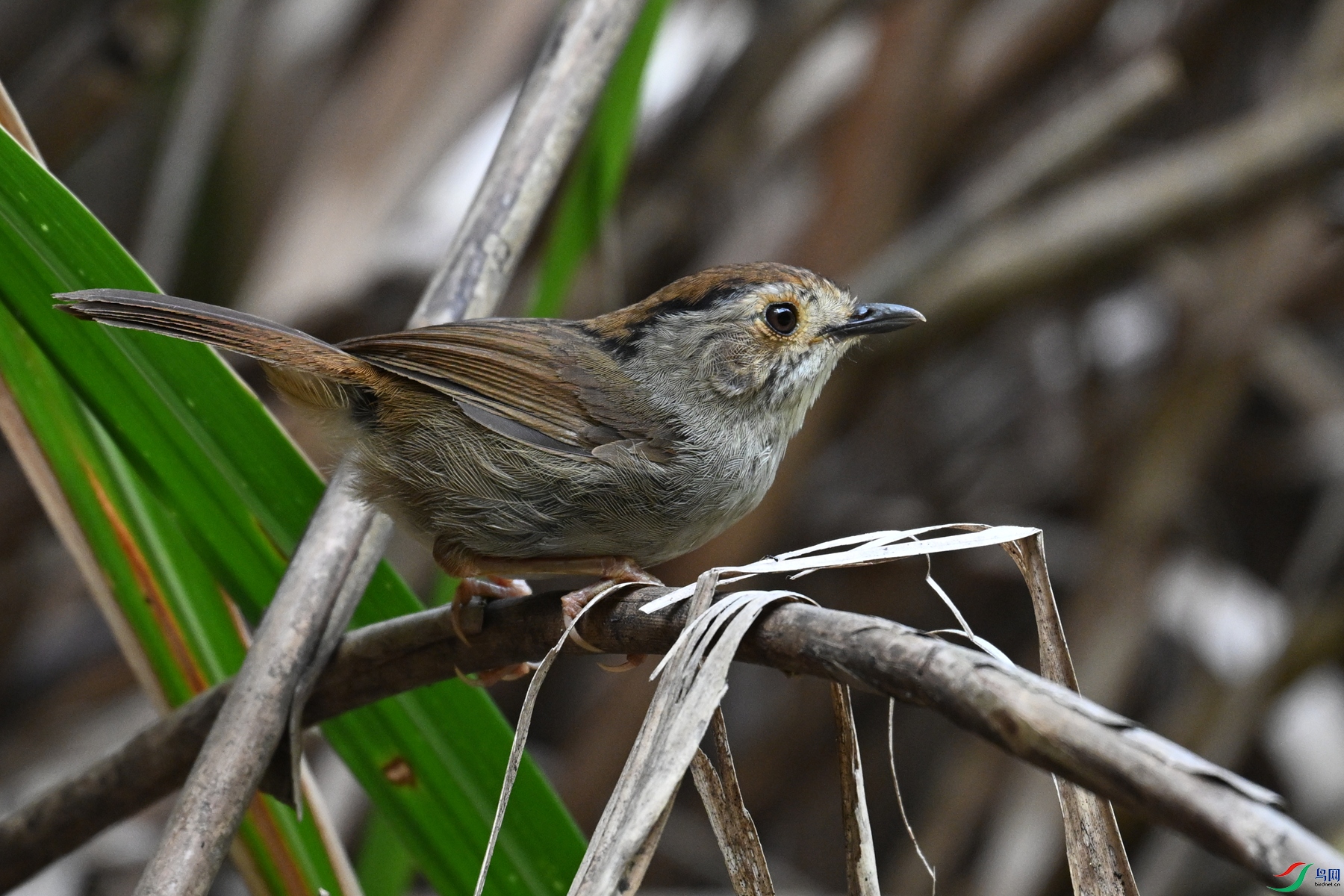 DSC_0367.JPG