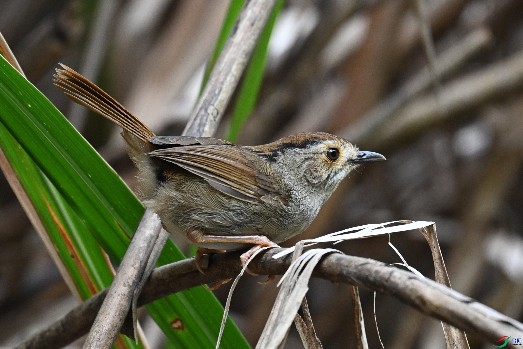 DSC_0353.JPG