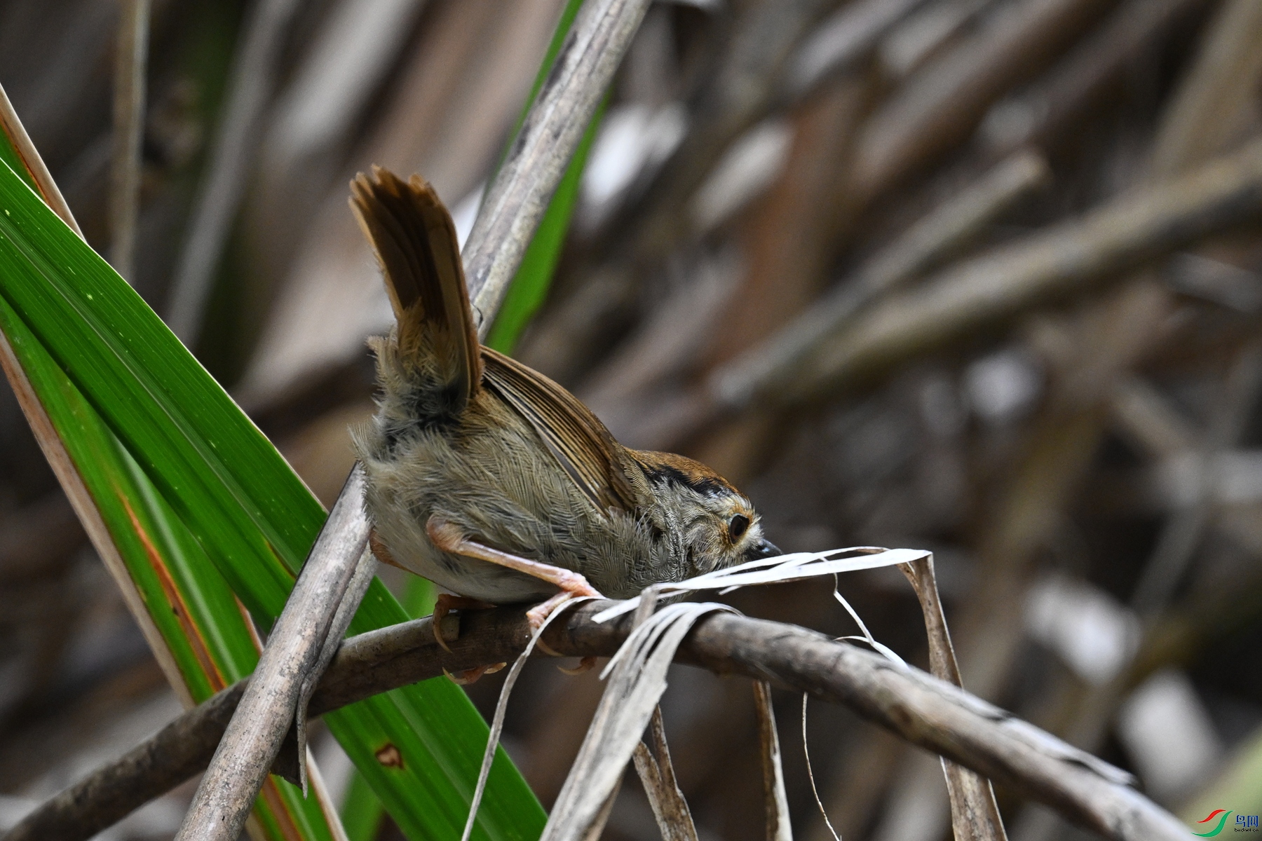 DSC_0357.JPG
