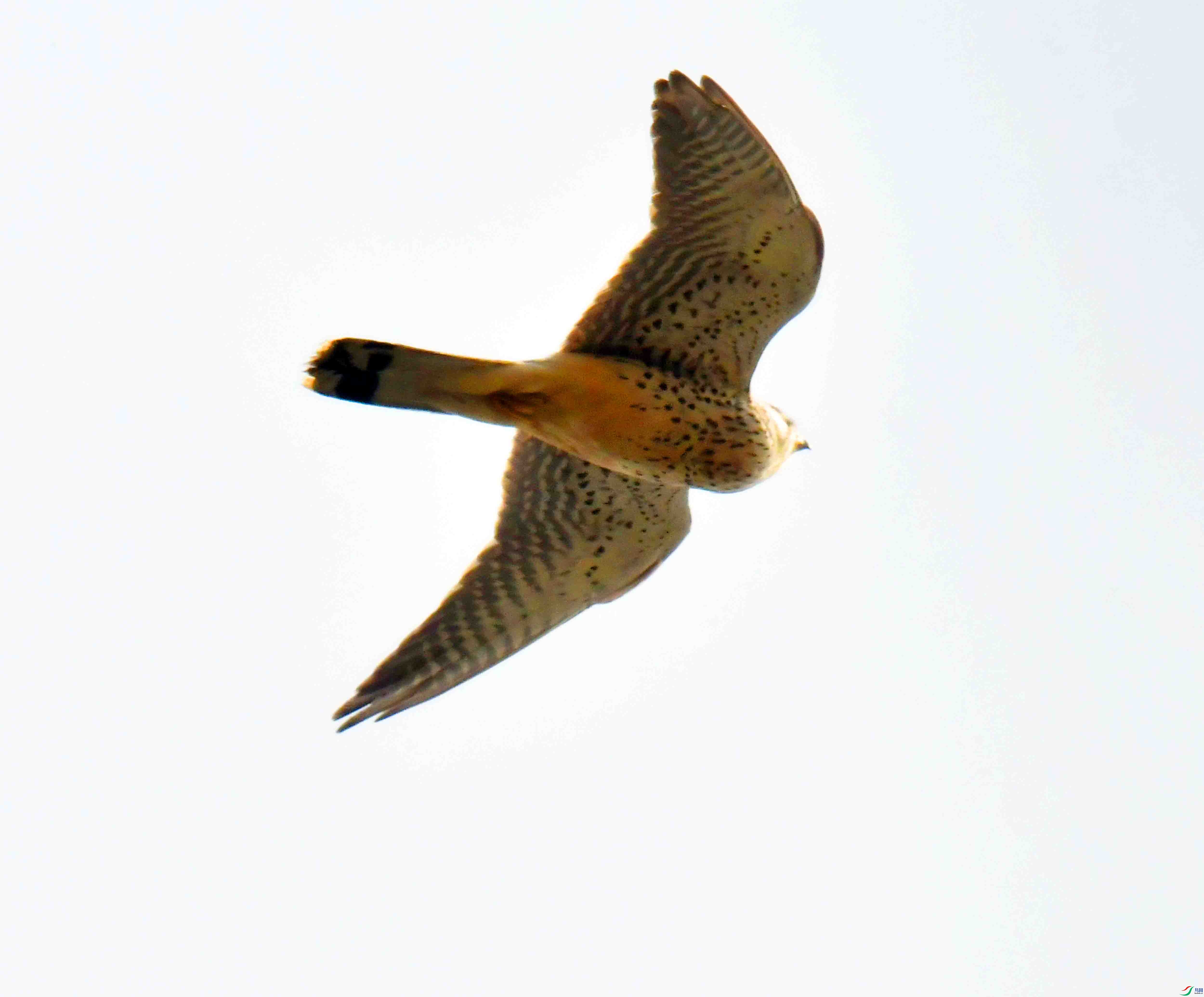DSC_5340.JPG