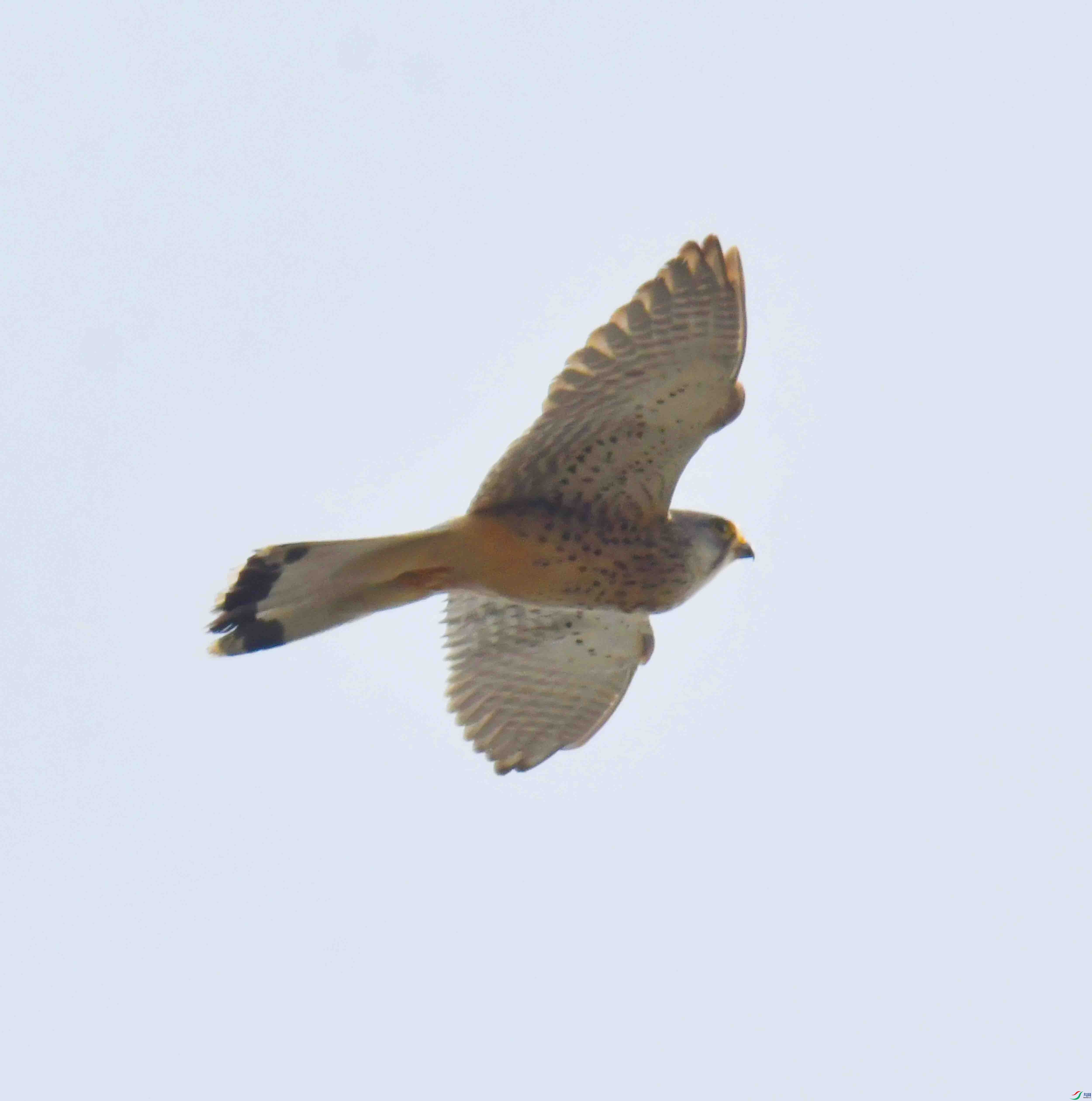 DSC_5342.JPG
