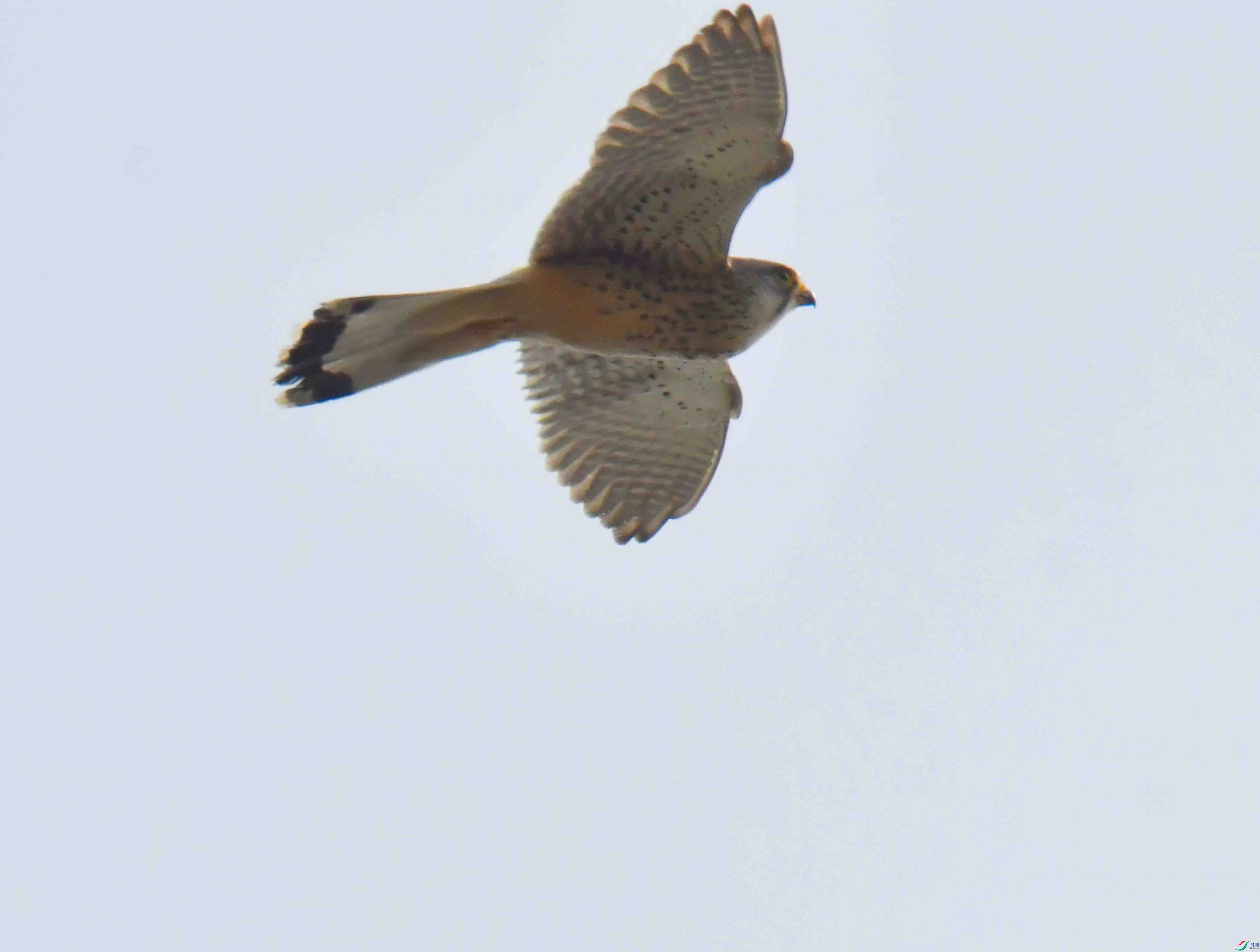 DSC_5343.JPG