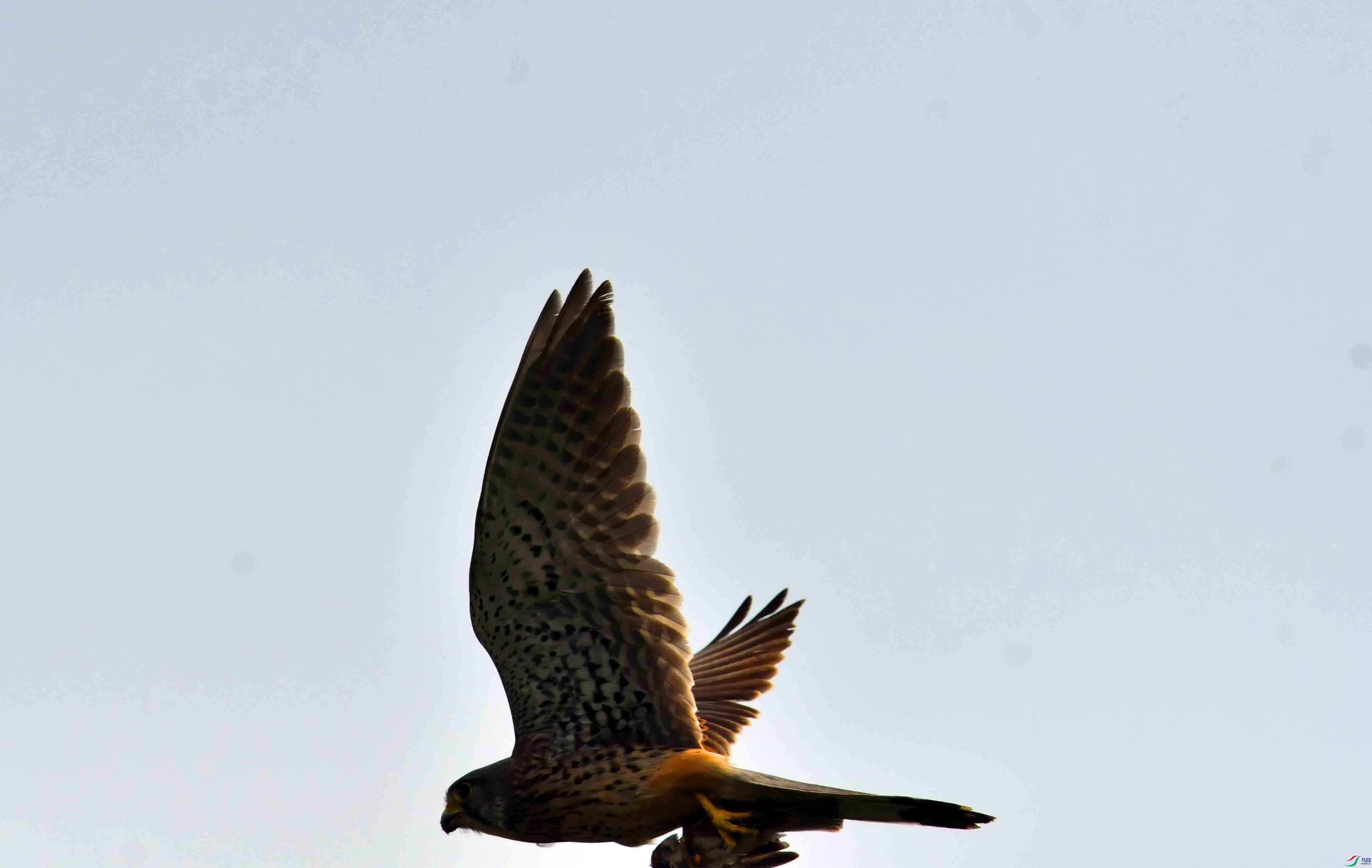 DSC_7195.JPG
