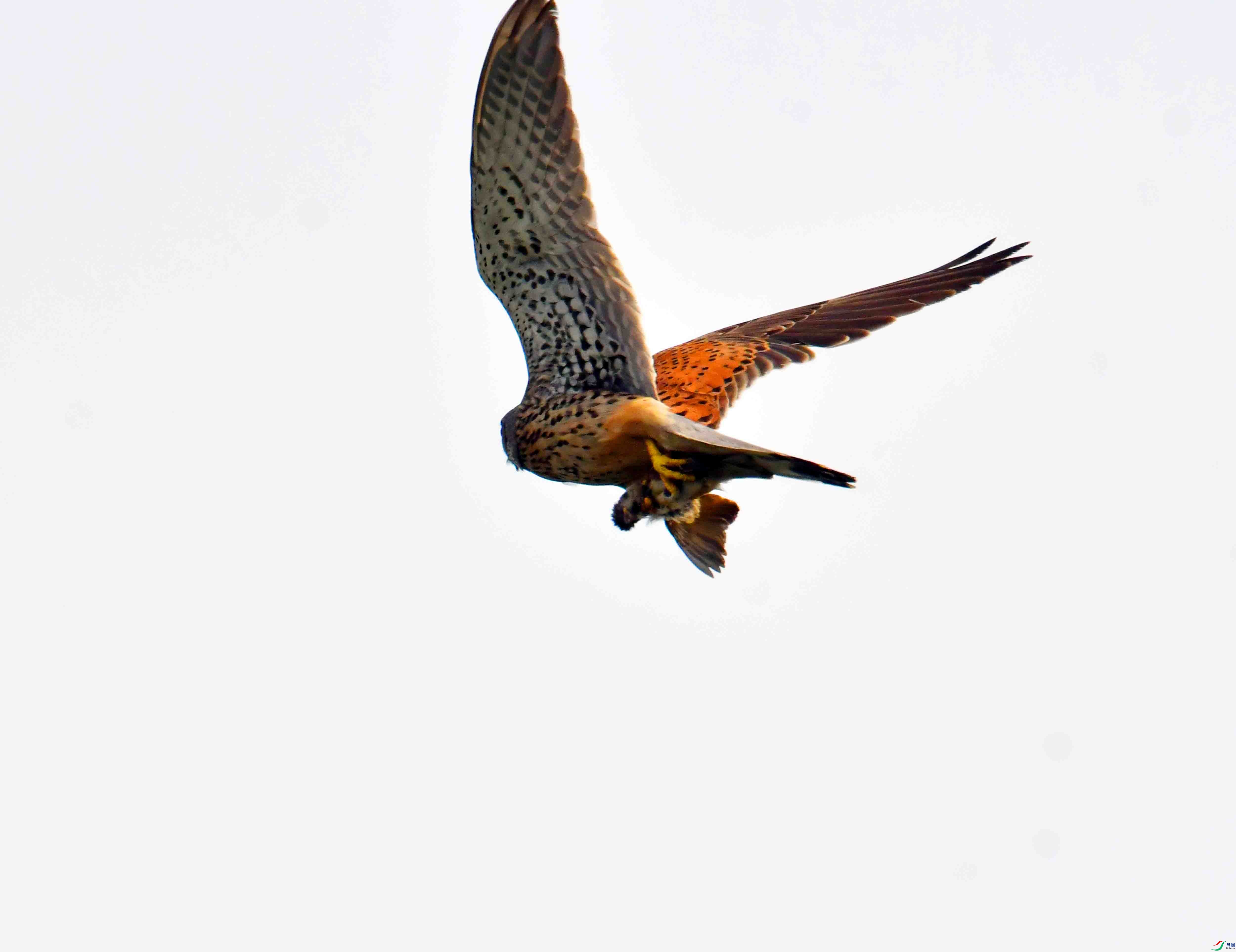 DSC_7203.JPG