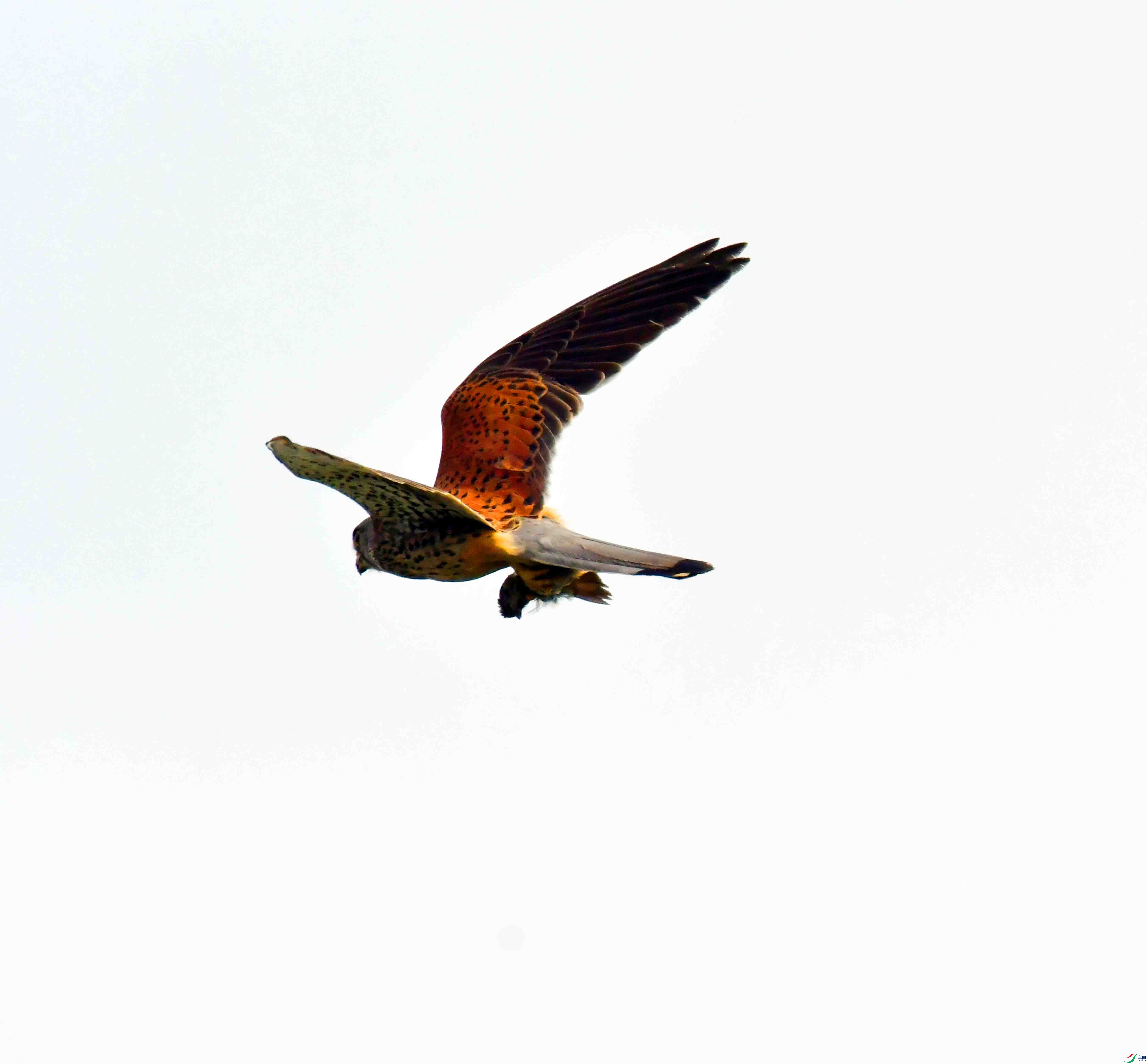 DSC_7205.JPG