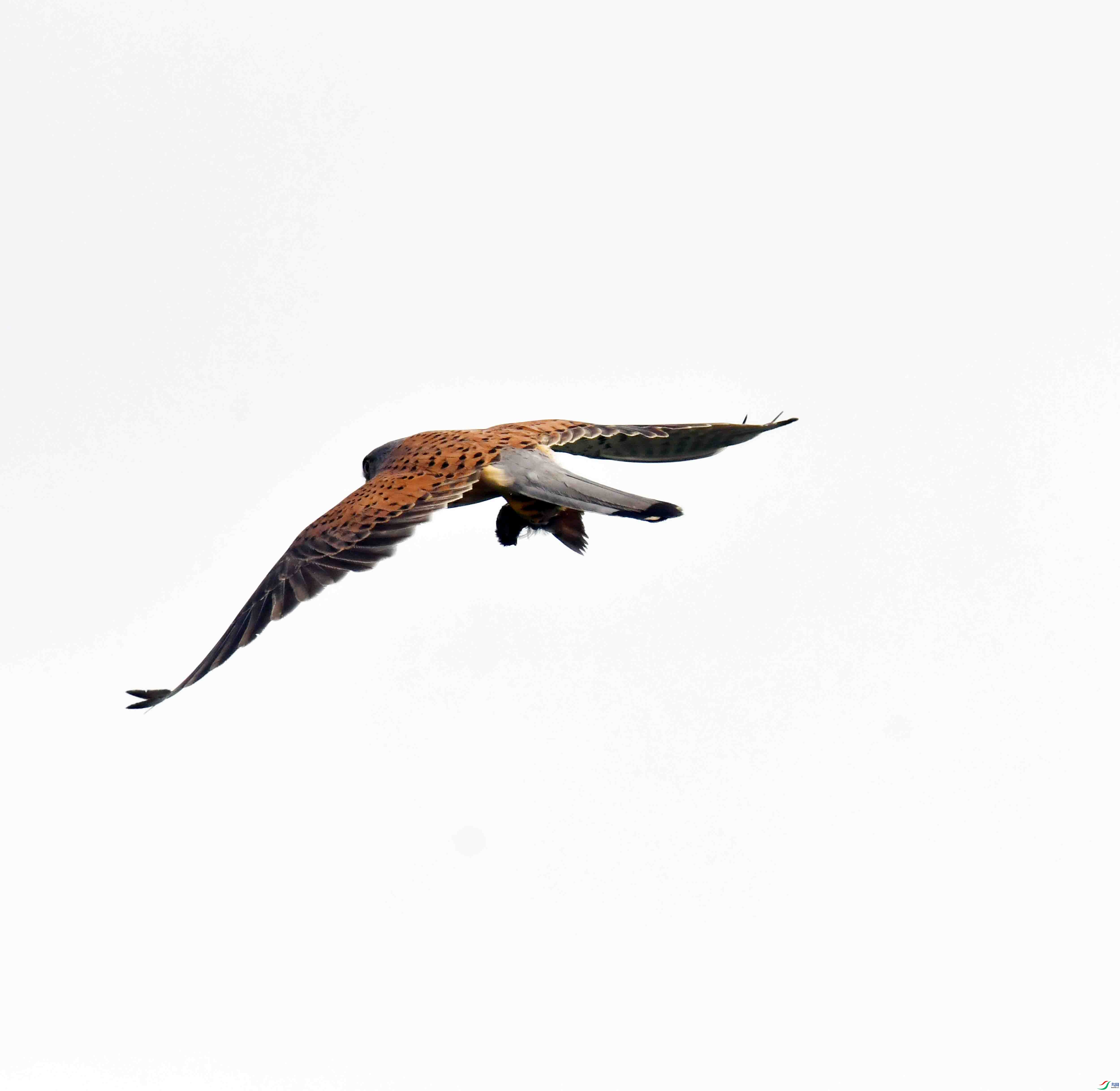 DSC_7204.JPG