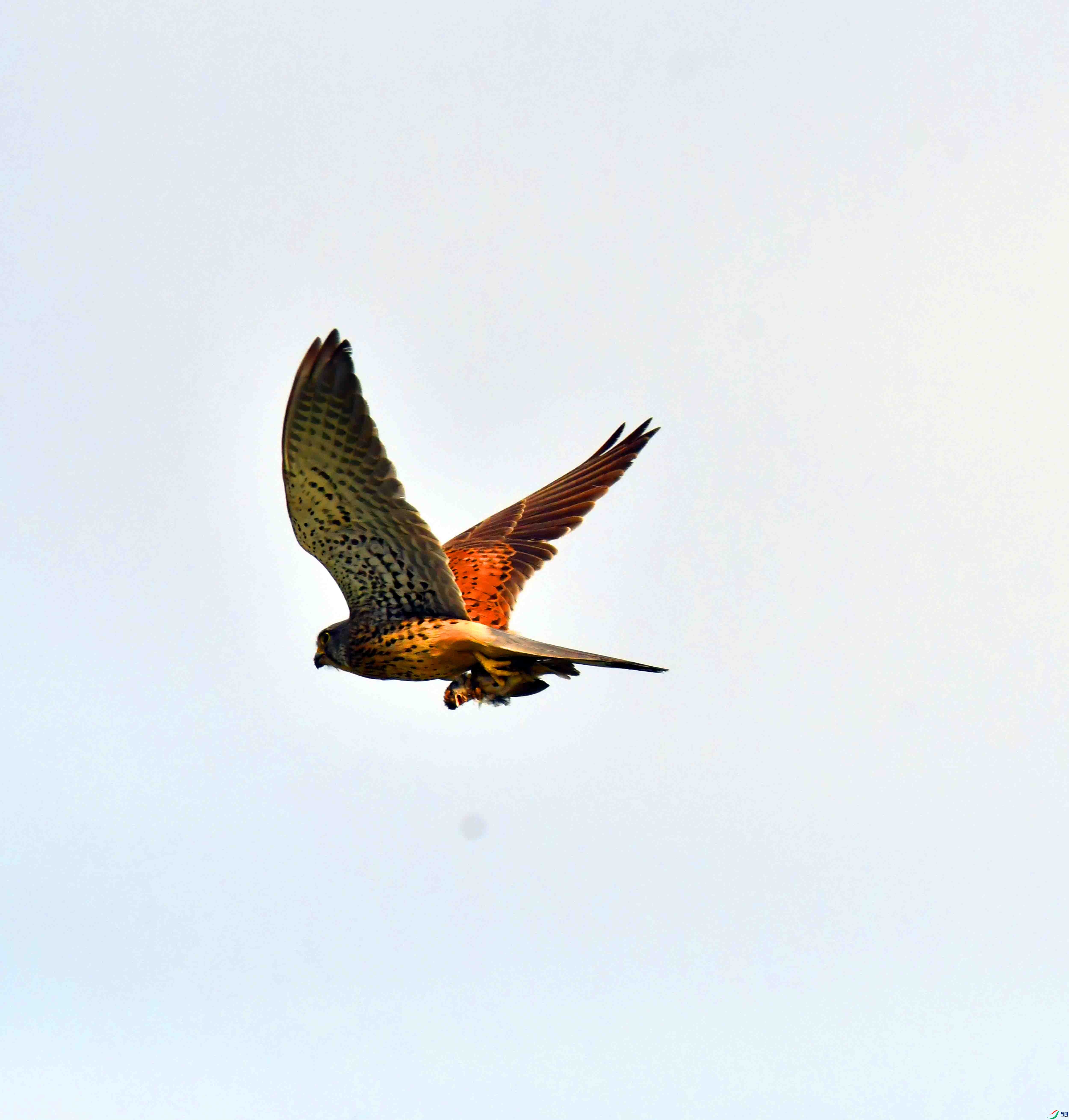 DSC_7210.JPG