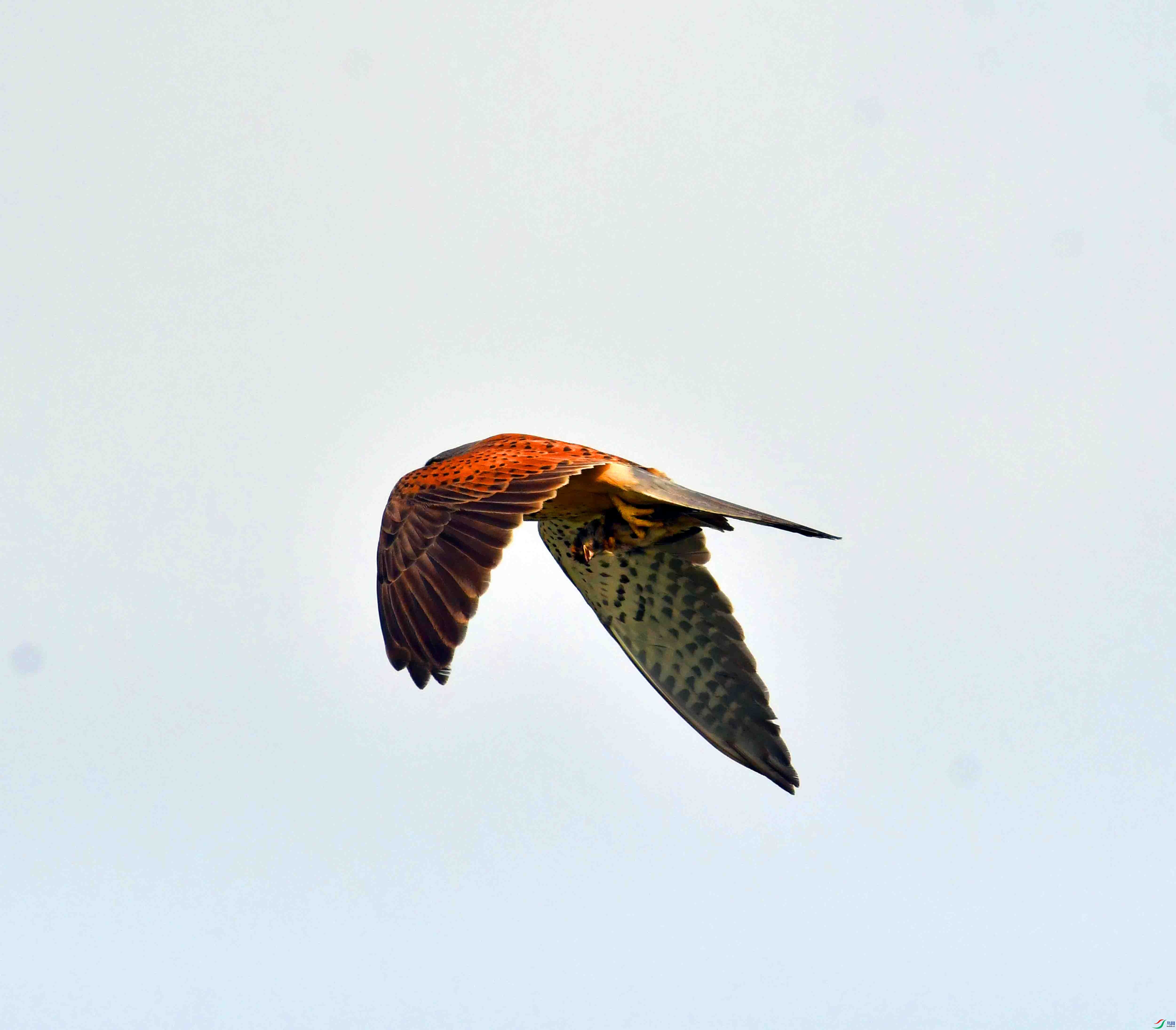 DSC_7209.JPG