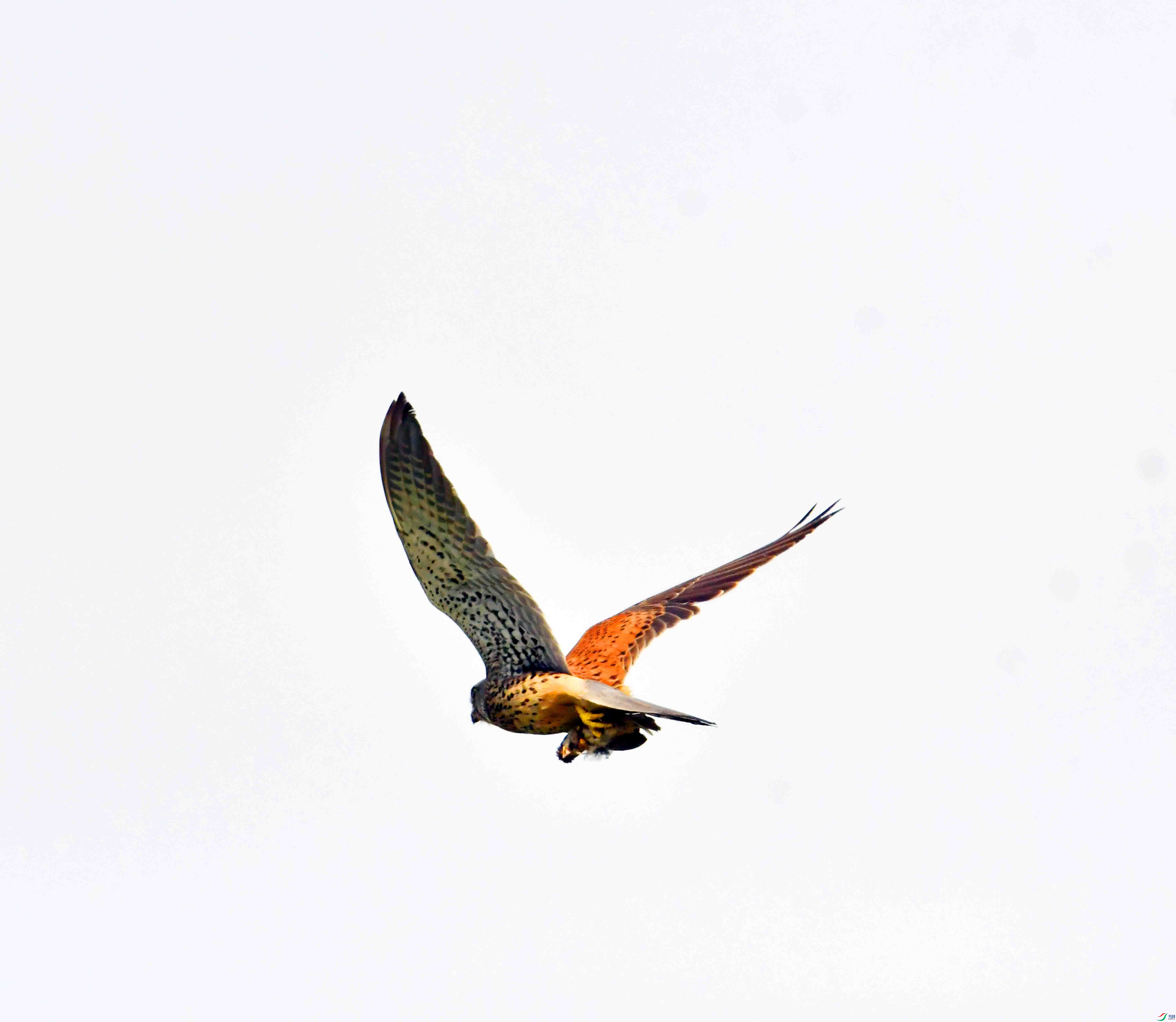 DSC_7212.JPG