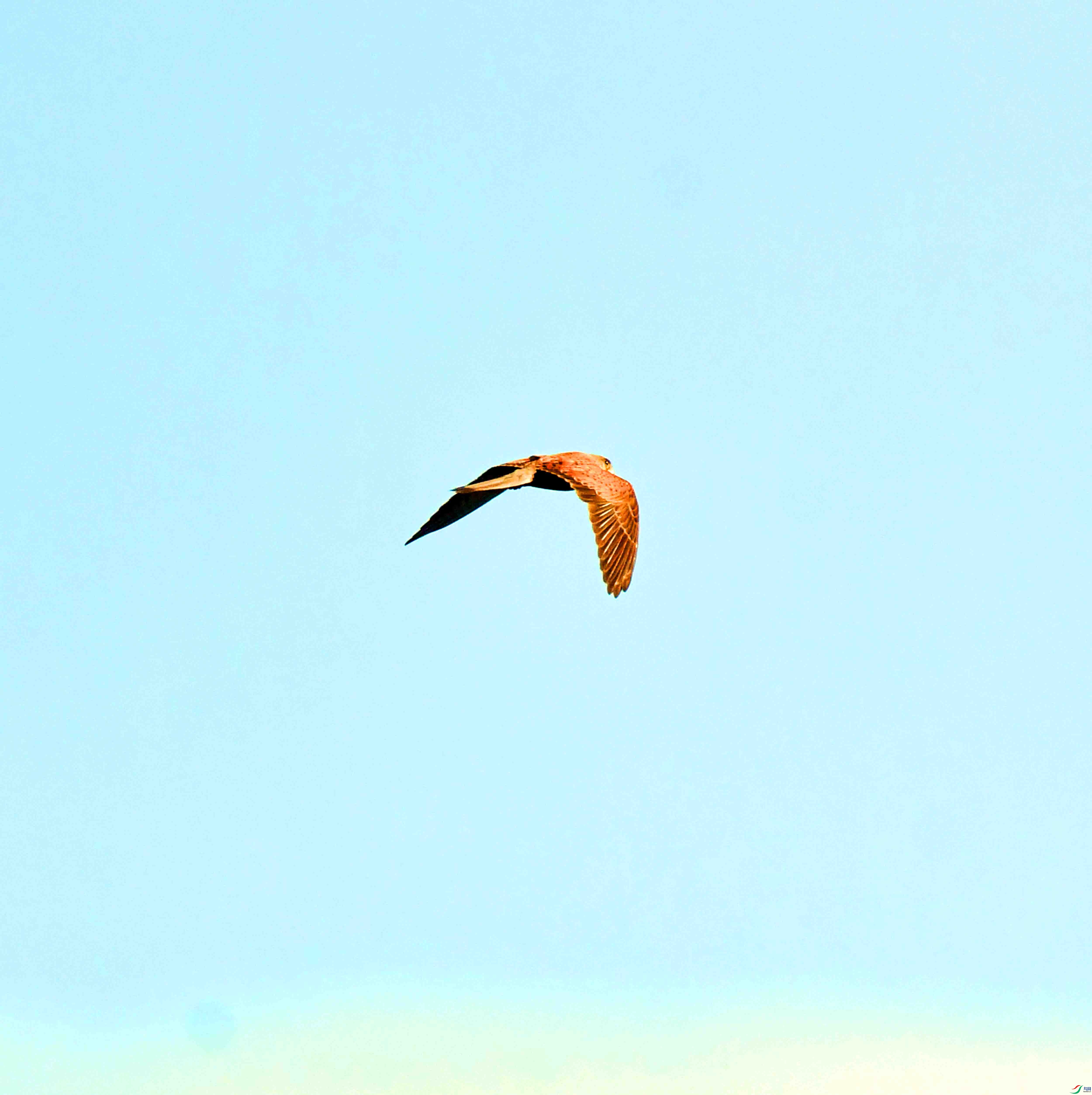 DSC_8600.JPG