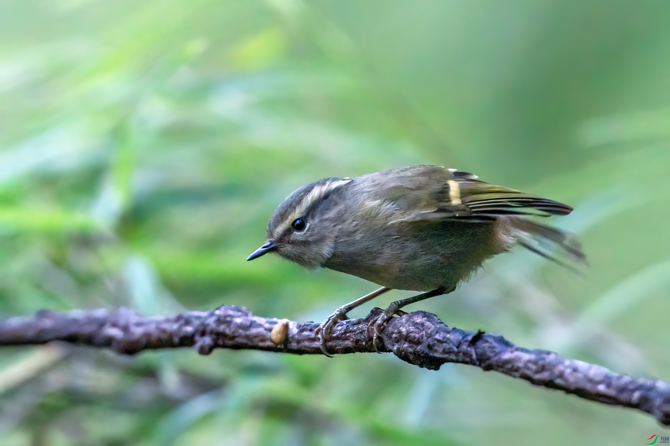DSC_8129-1.jpg