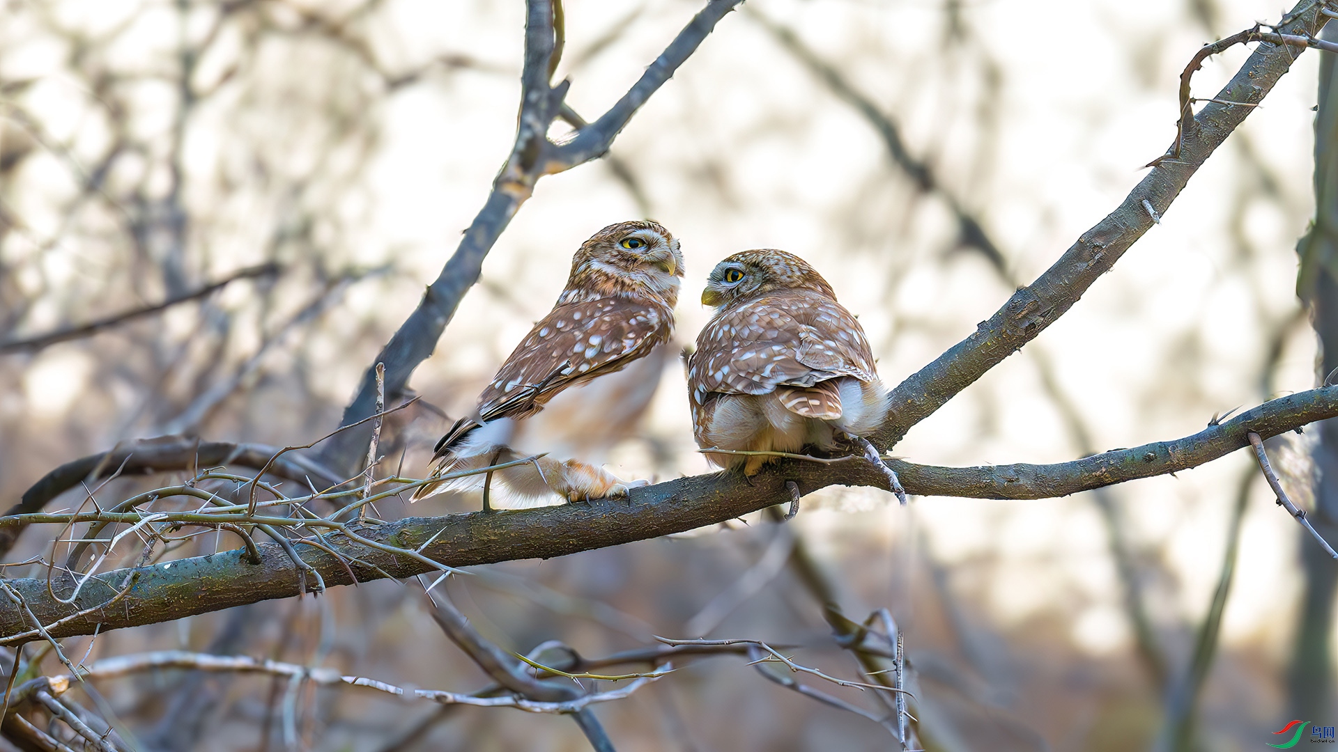 DSC_1618-����ǿ-NR.jpg