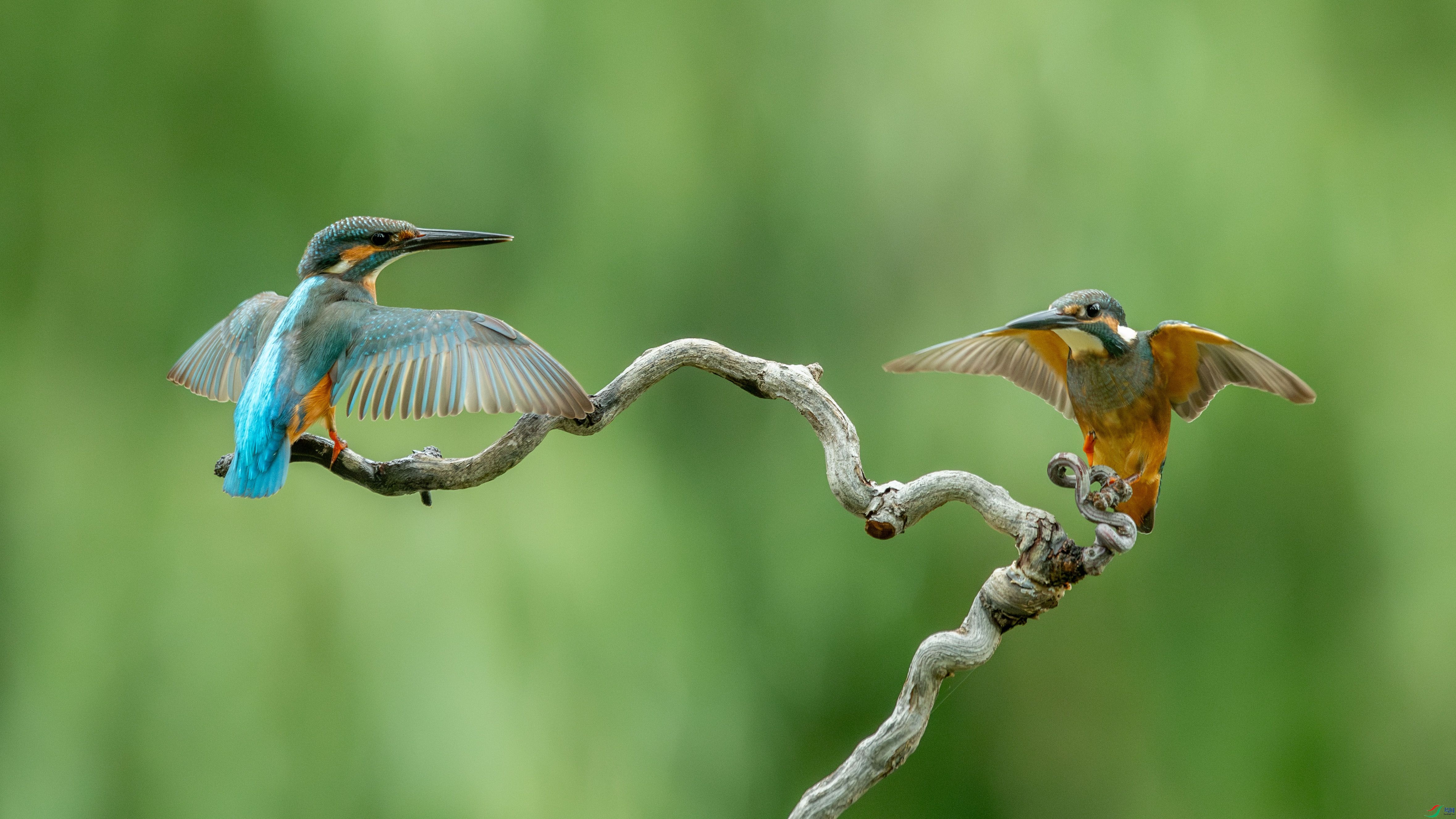 DSC_4625-����ǿ-NR-2.jpg
