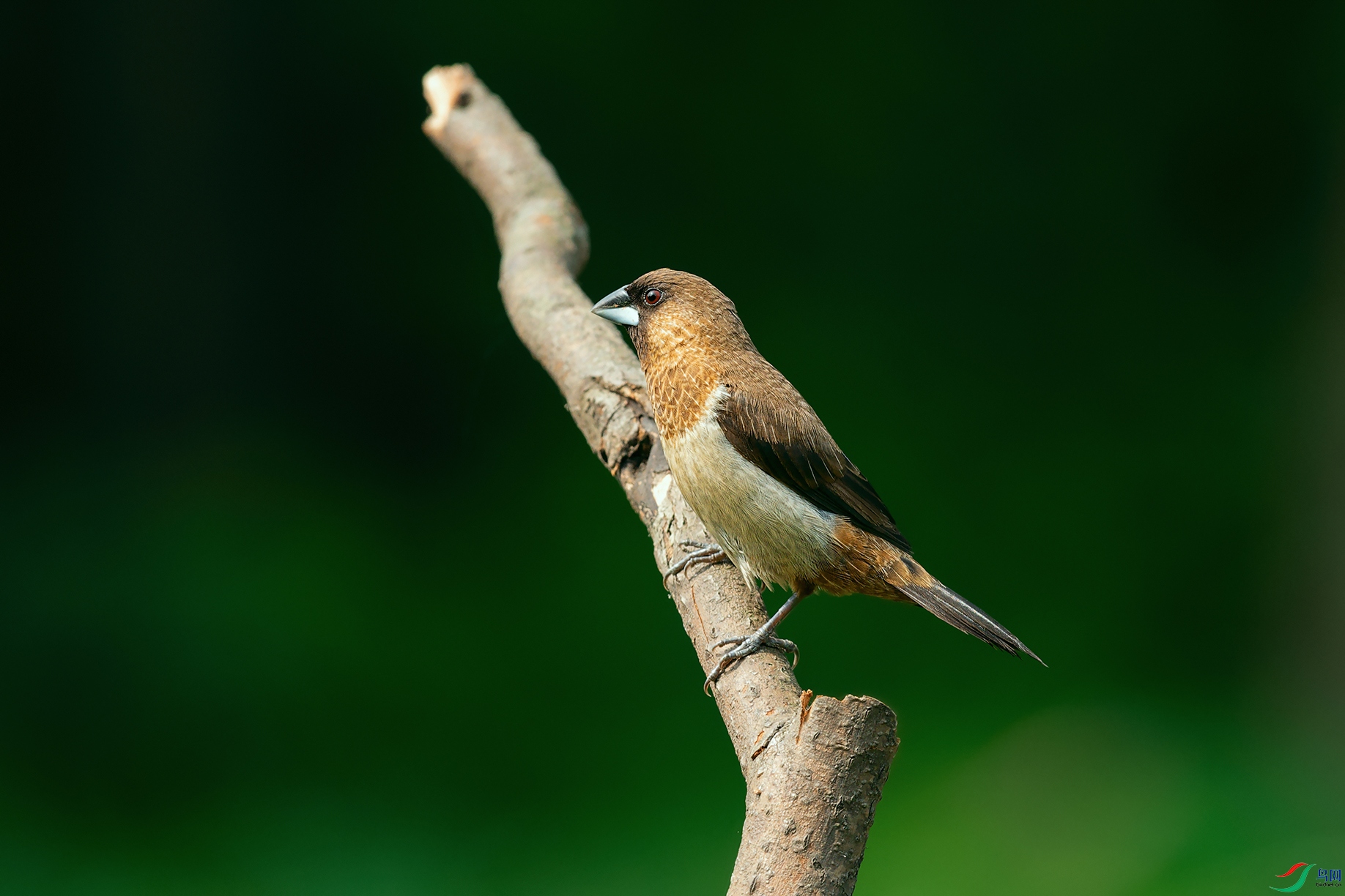 DSC_0081_DxOa.jpg