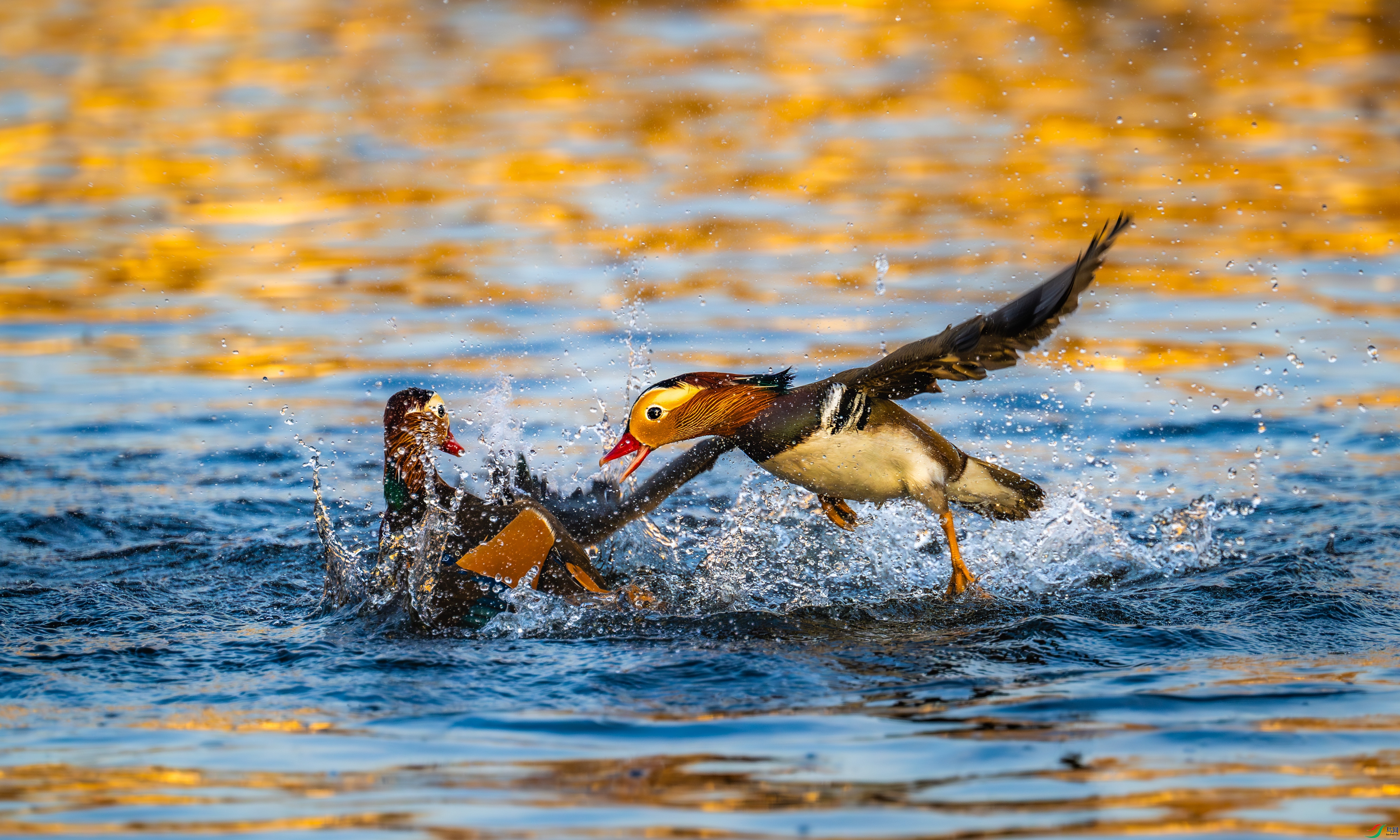 DSC_7976-1.jpg