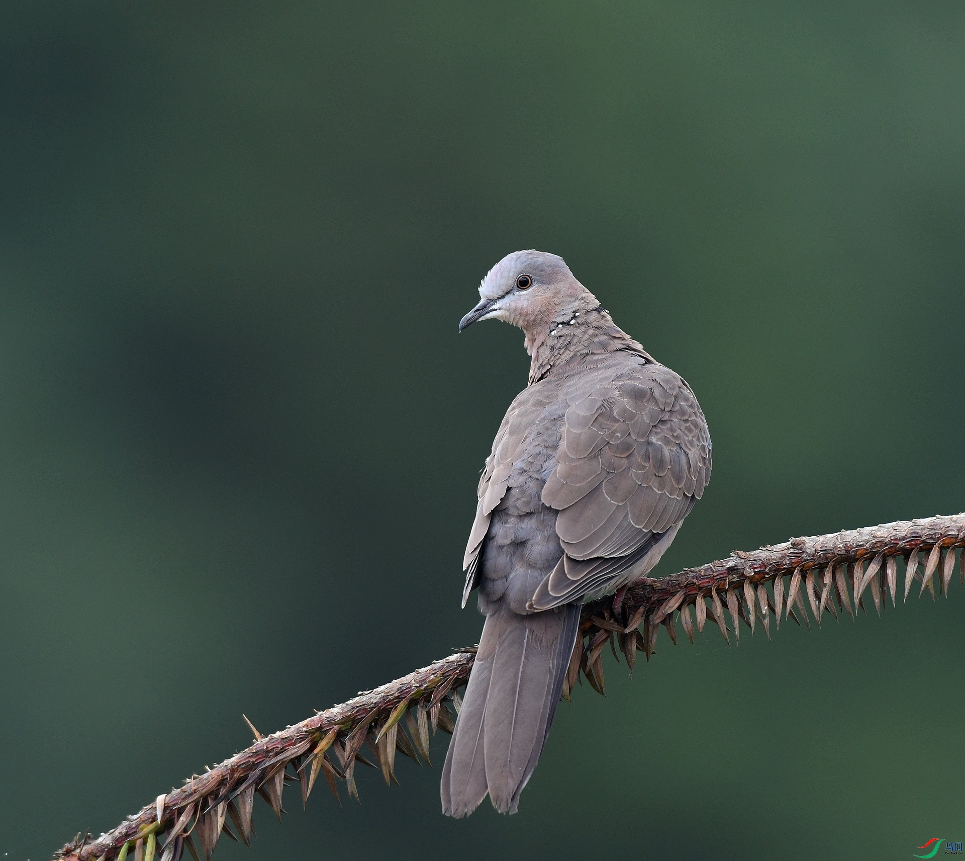 DSC_3557.jpg