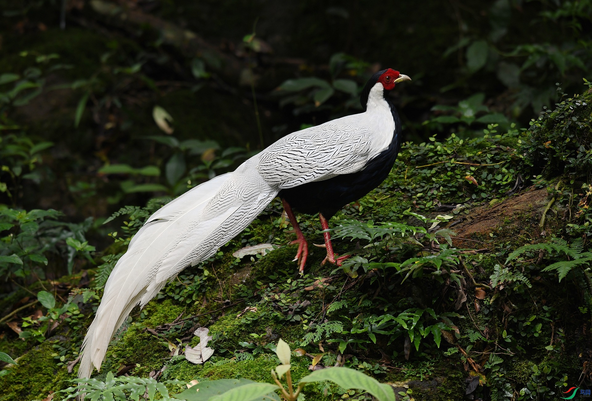 DSC_0964.jpg