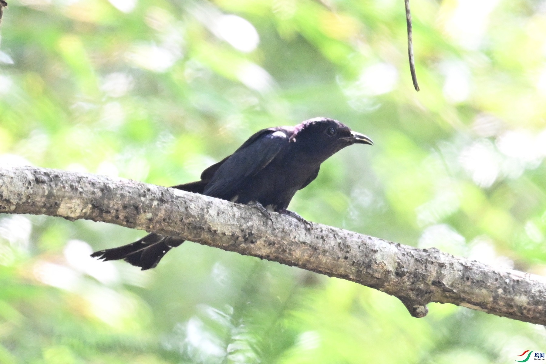 DSC_0806.JPG