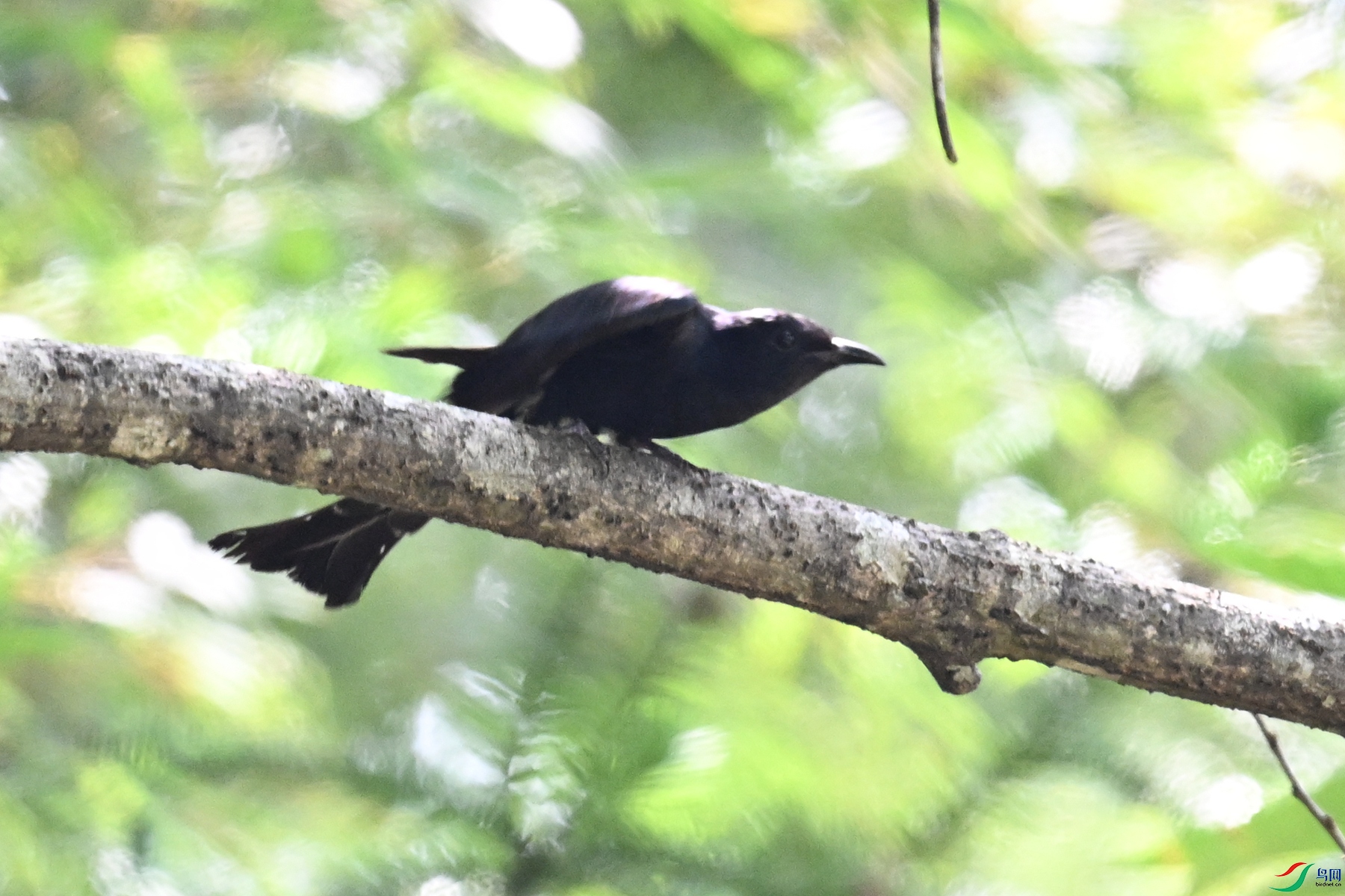 DSC_0809.JPG