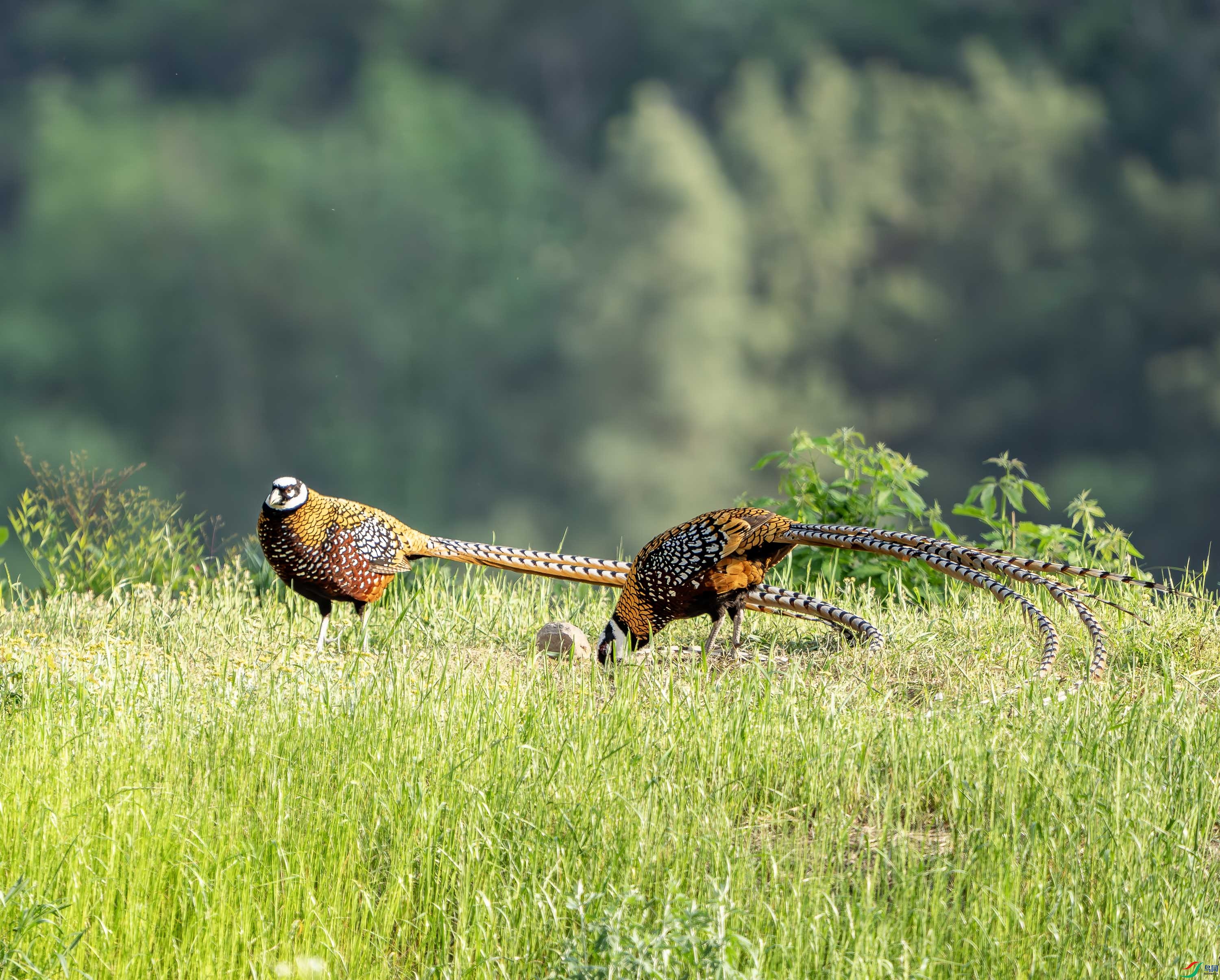 �׹ڳ�β��-26.jpg