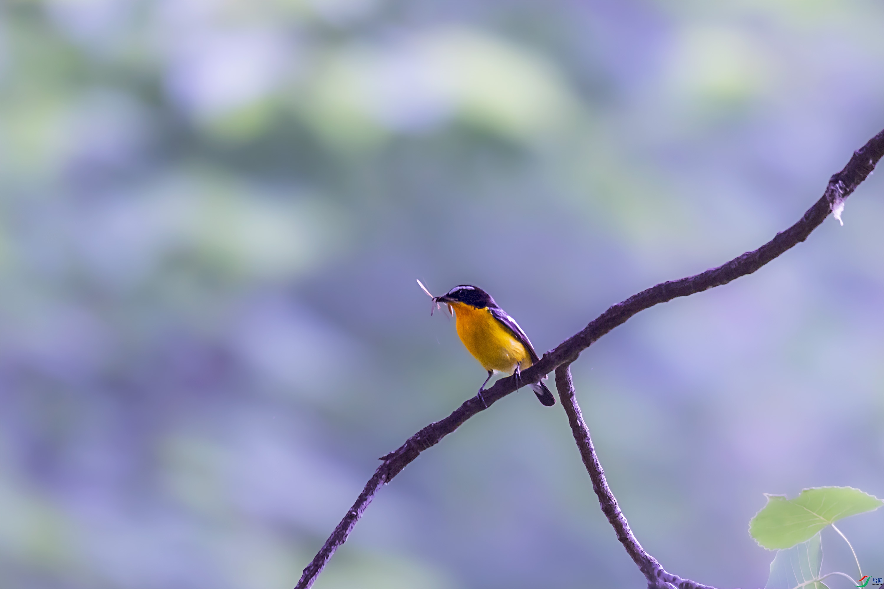 278A6783.jpg