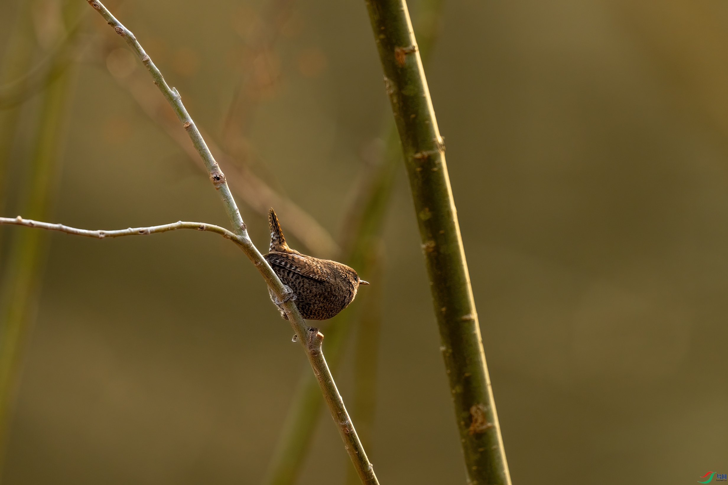 DSC_1253.jpg