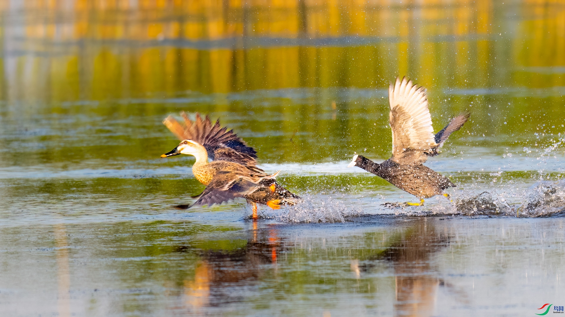 DSC_7071sen2026-6-9-139-�༭-2.jpg