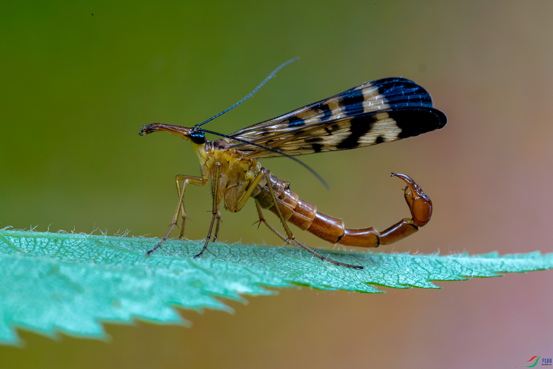 4Z6A0108 ����.jpg