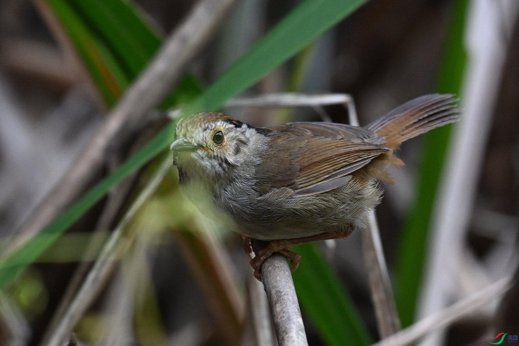 DSC_0326.JPG