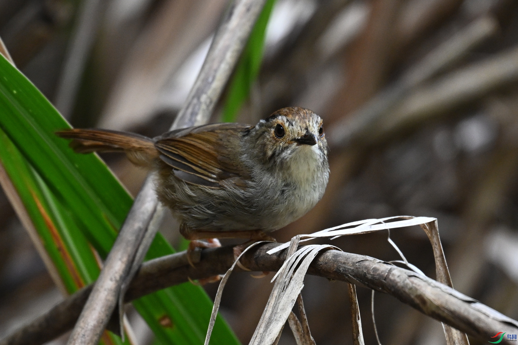 DSC_0361.JPG