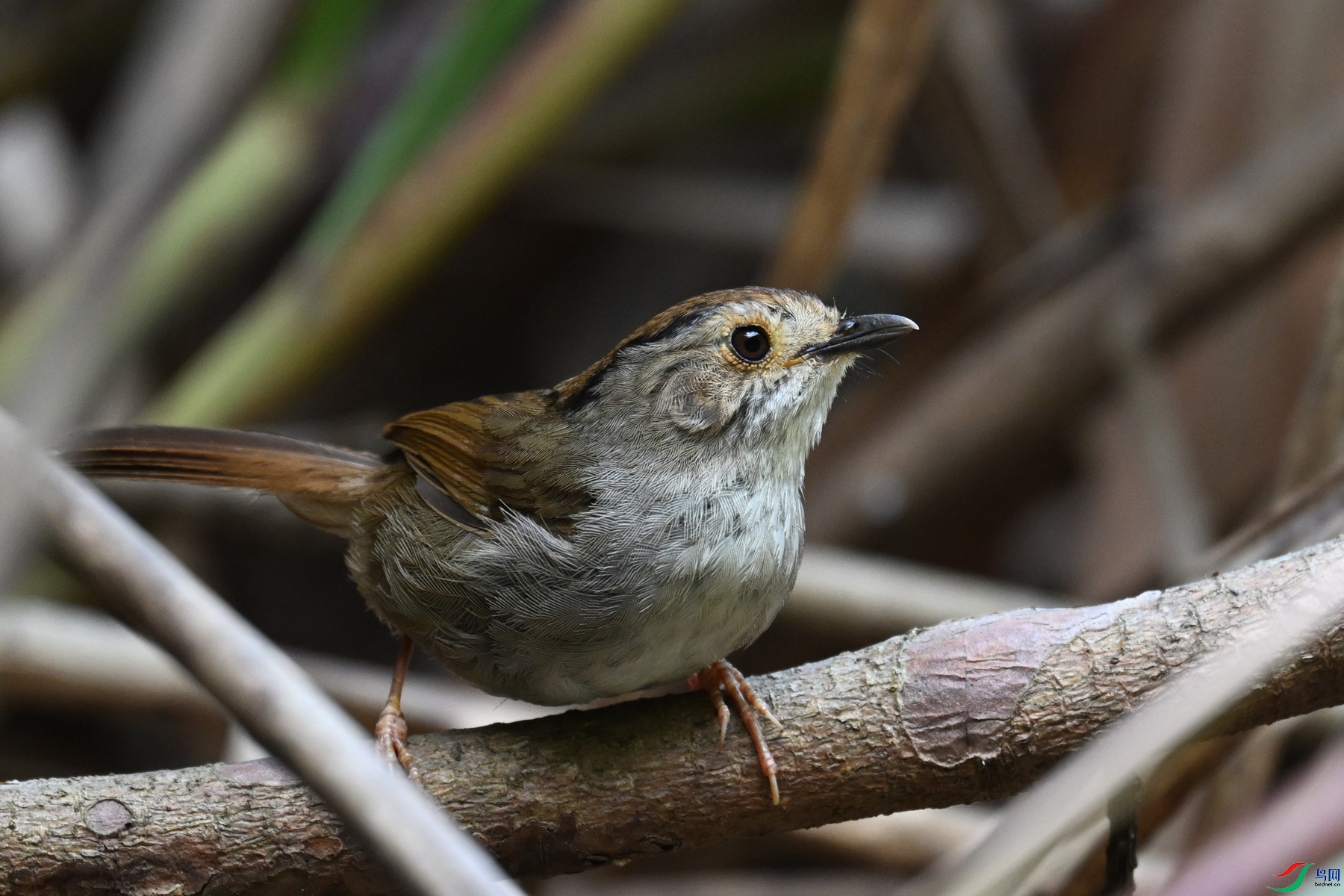 DSC_0378.JPG