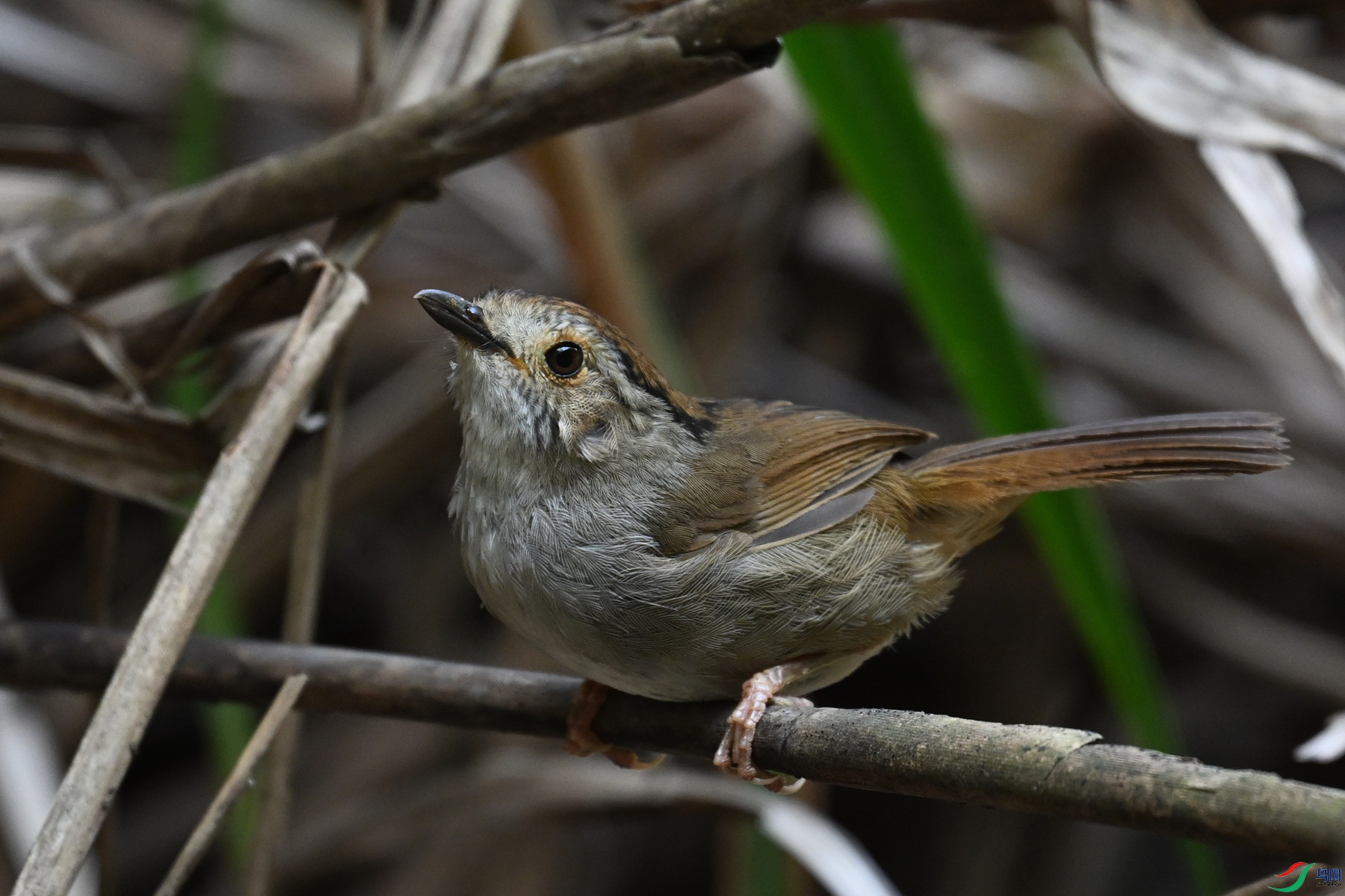 DSC_0392.JPG