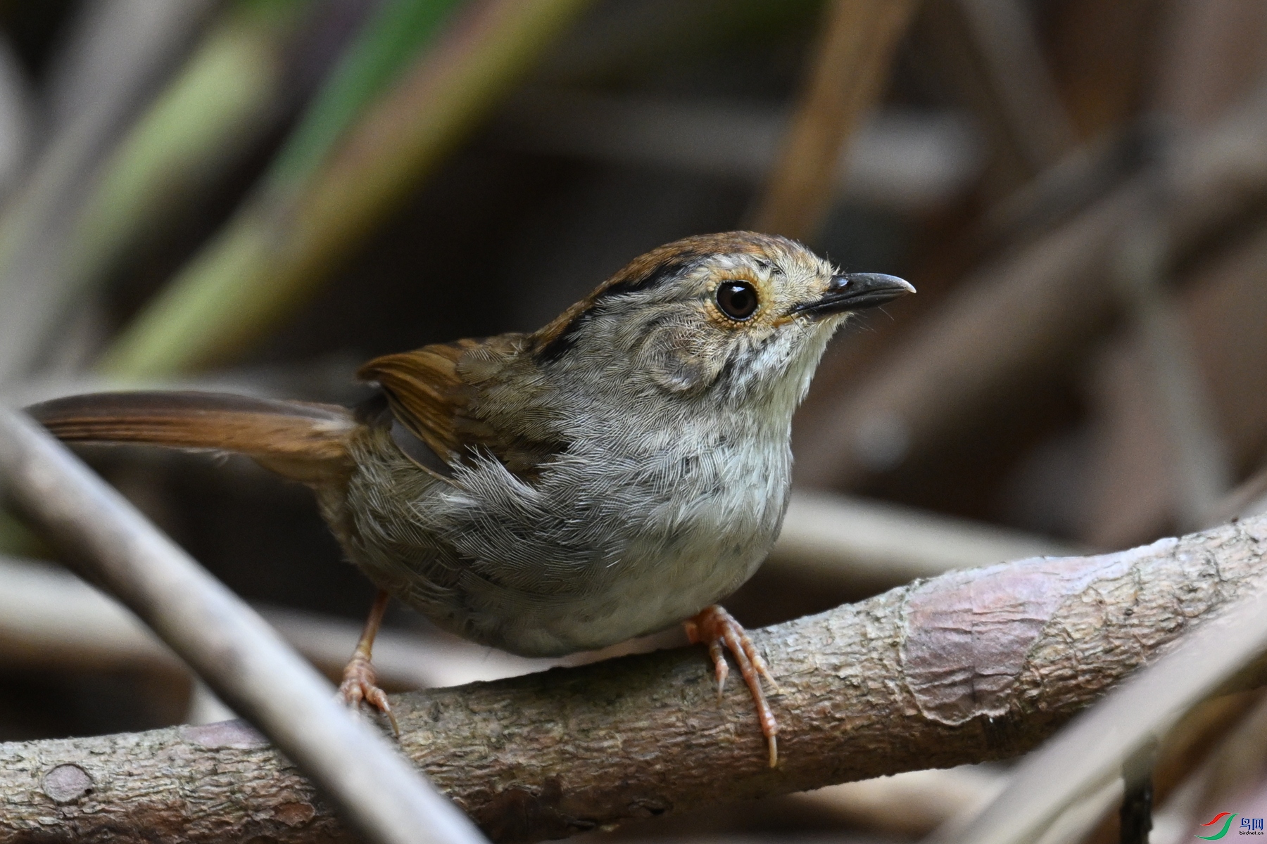 DSC_0381.JPG