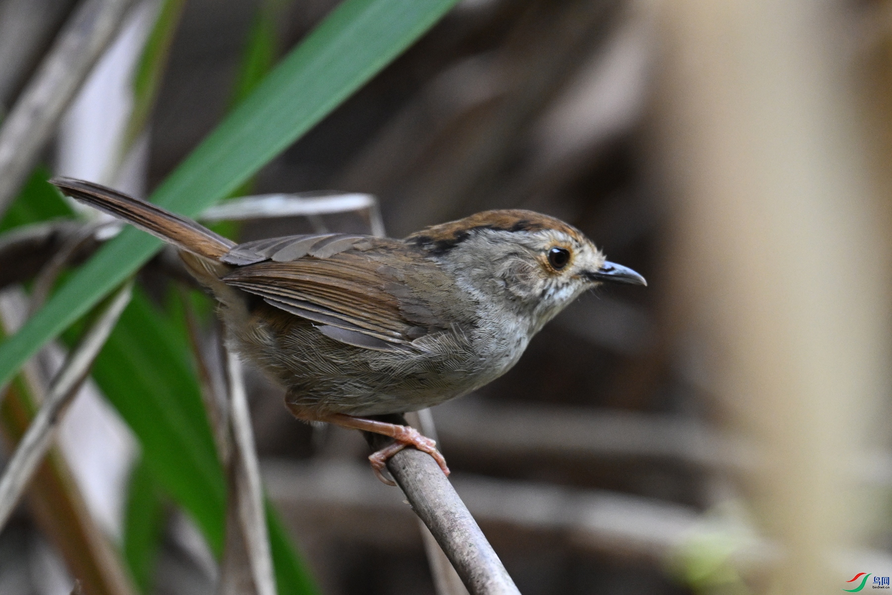 DSC_0330.JPG