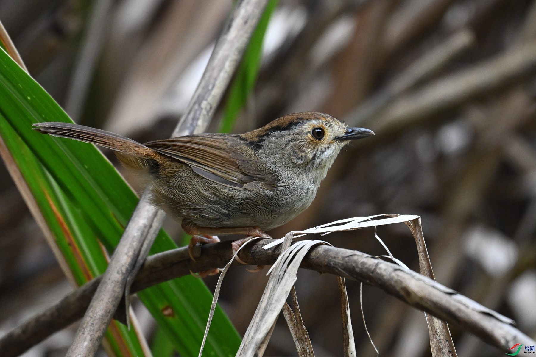 DSC_0366.JPG