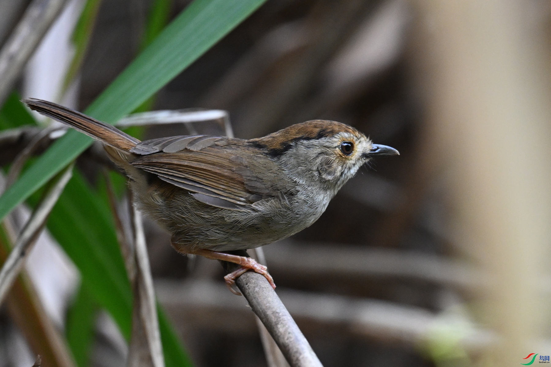 DSC_0332.JPG
